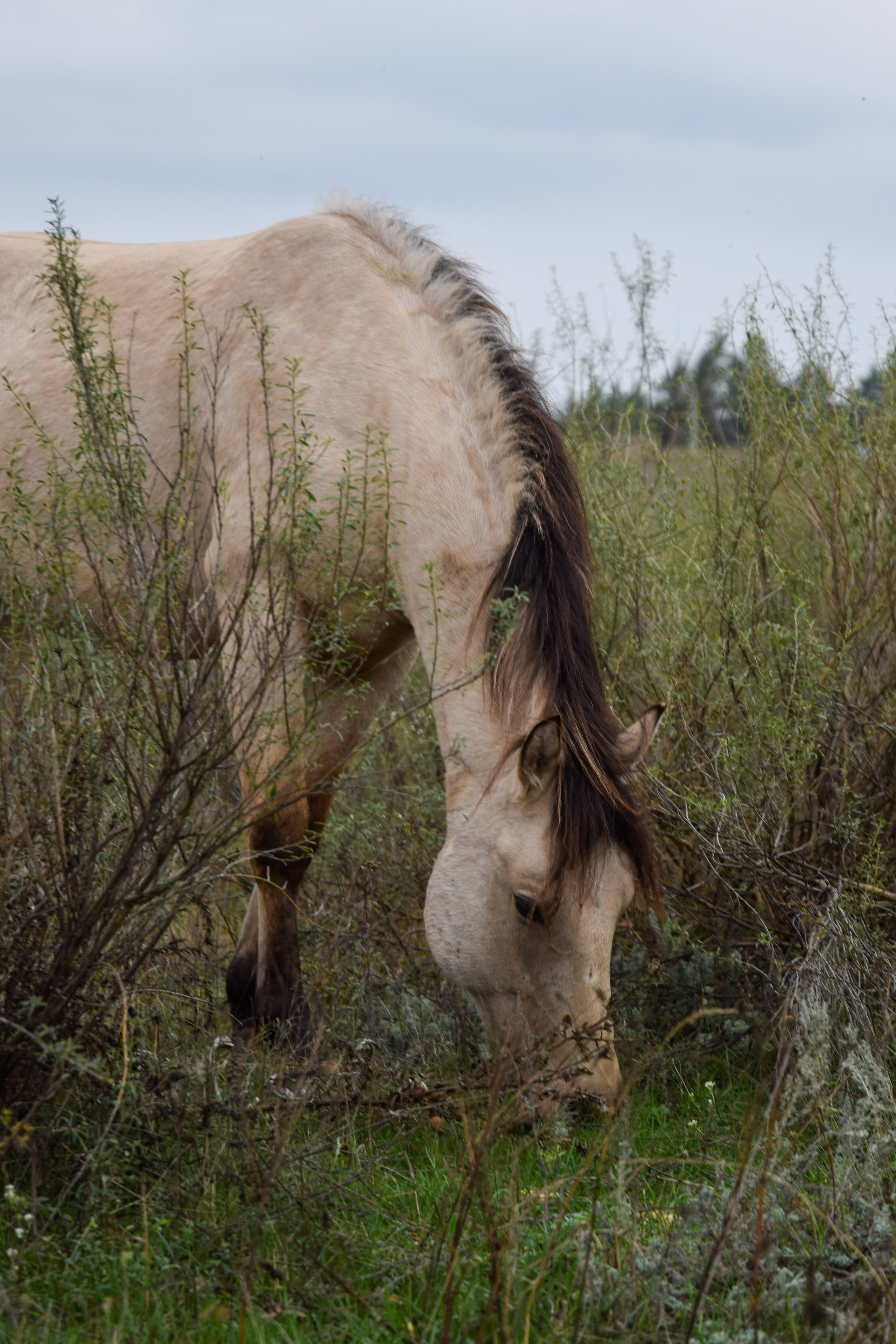 Лошади. Конный фотограф в Саратове Юлия Иванова