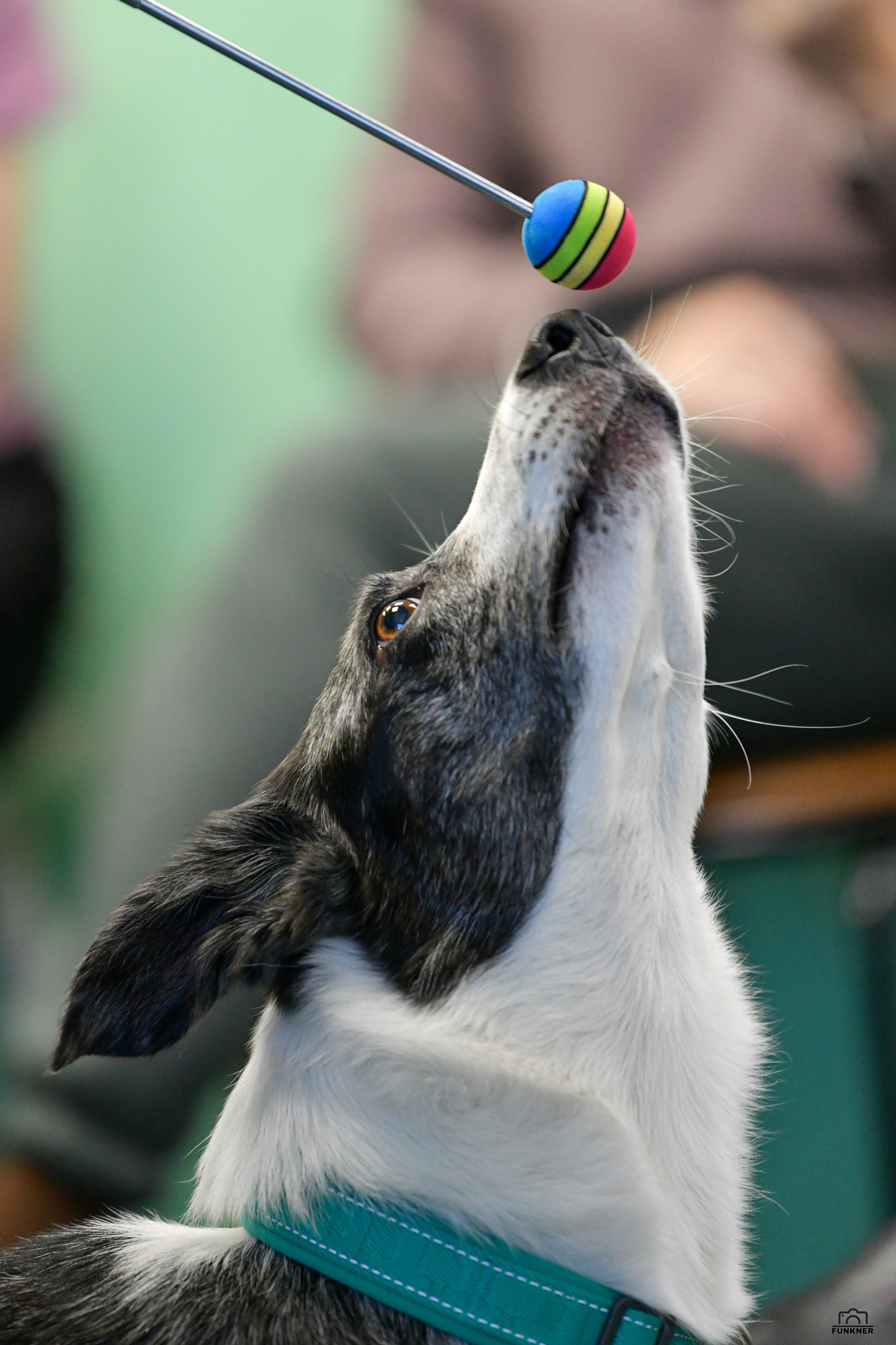 Кинологический клуб «Бодрый хвост». Свой взгляд через объектив