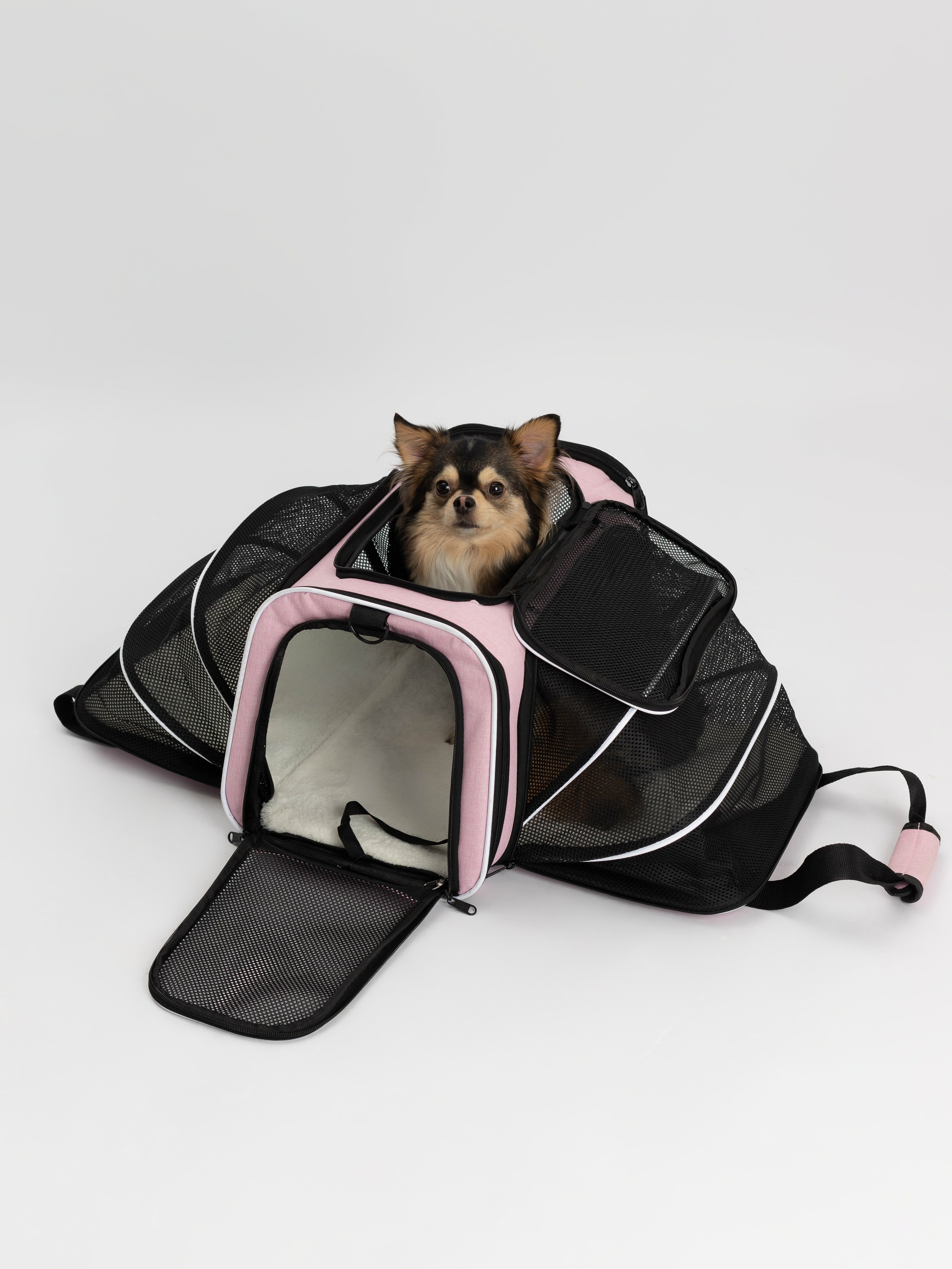 Переноска для питомца. Коммерческий фотограф в Санкт-Петербурге (СПб) Екатерина Панчёха, Панчёшка