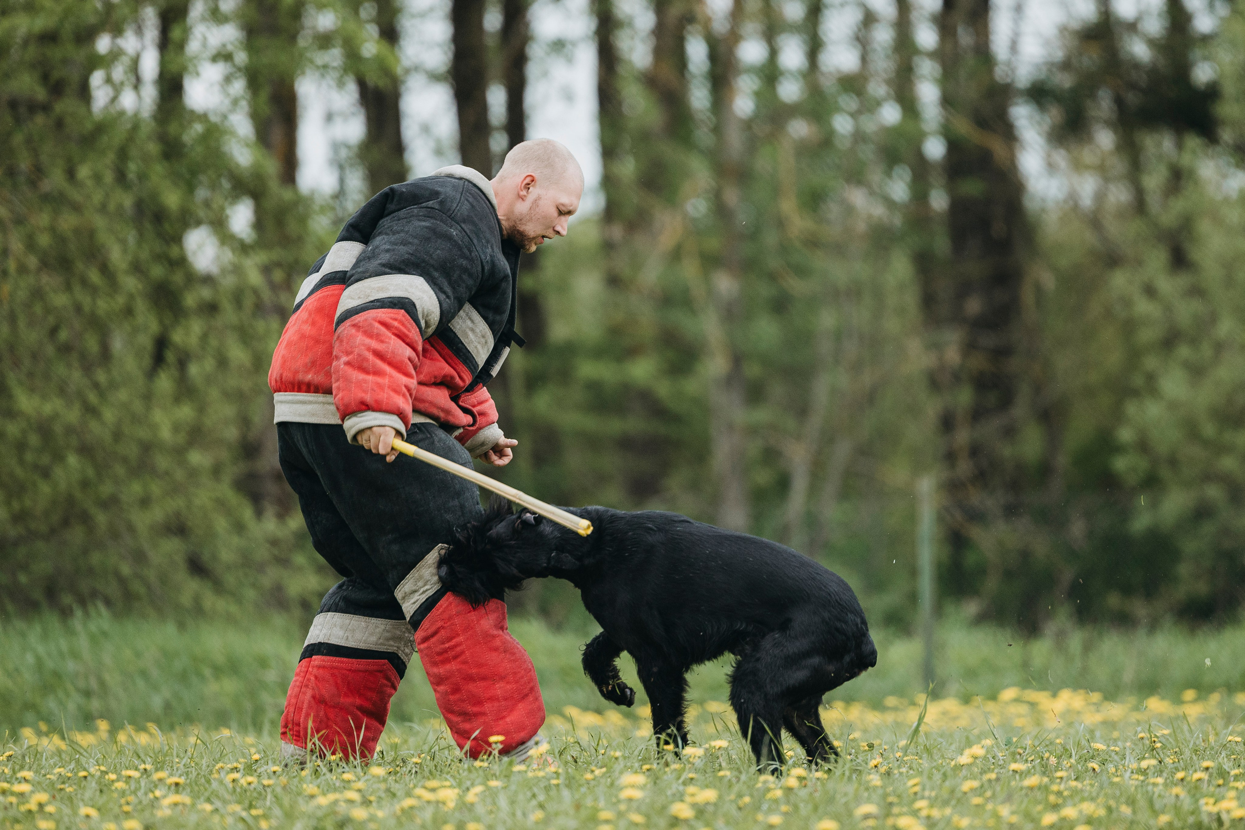 26.05.25 г. Пушкин квалификационные соревнования. Фотограф-анималист Анна Маринич