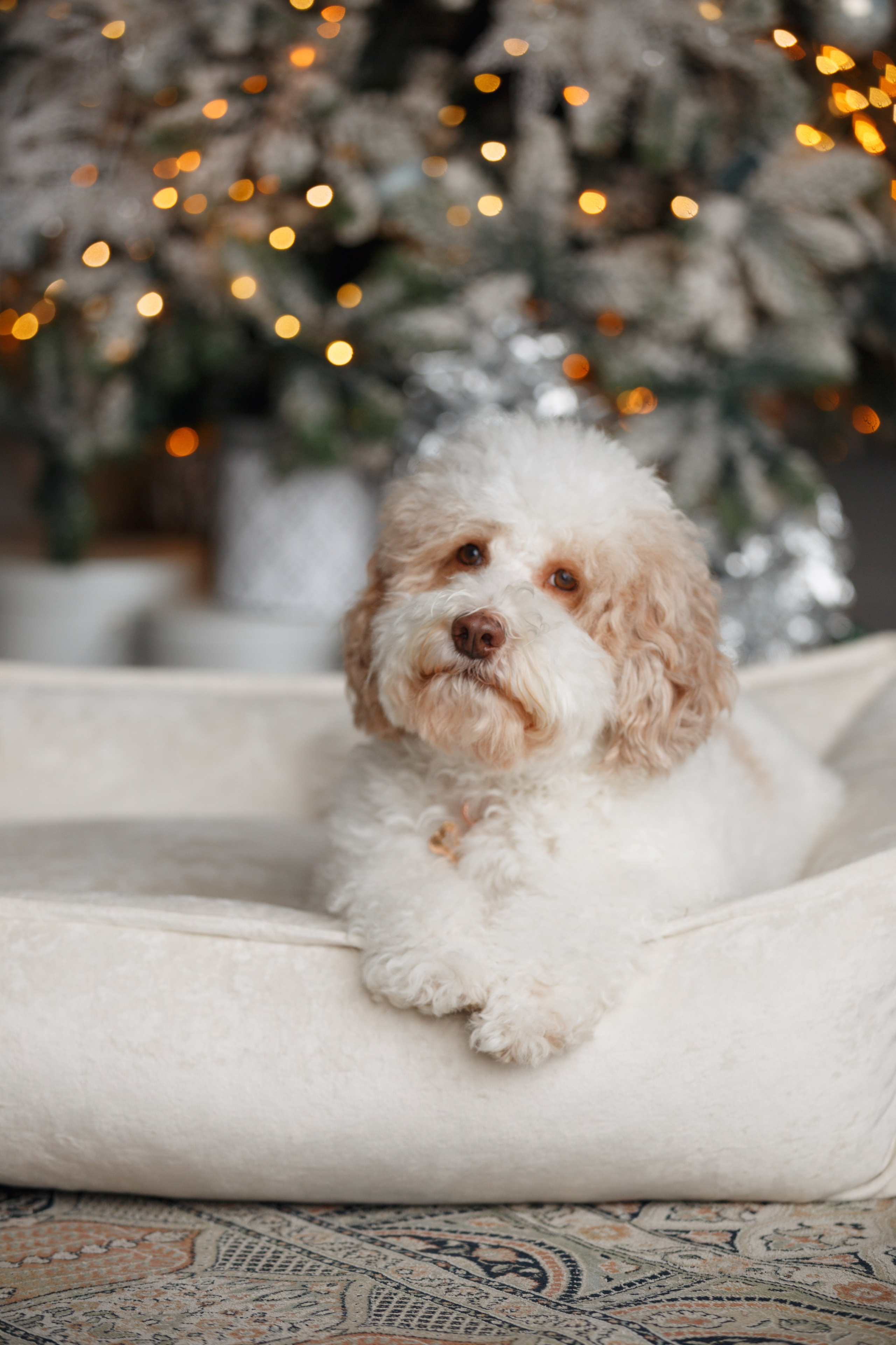 Bmbh лежанки и адресники. Фотограф анималист Кристина Карпова, Москва