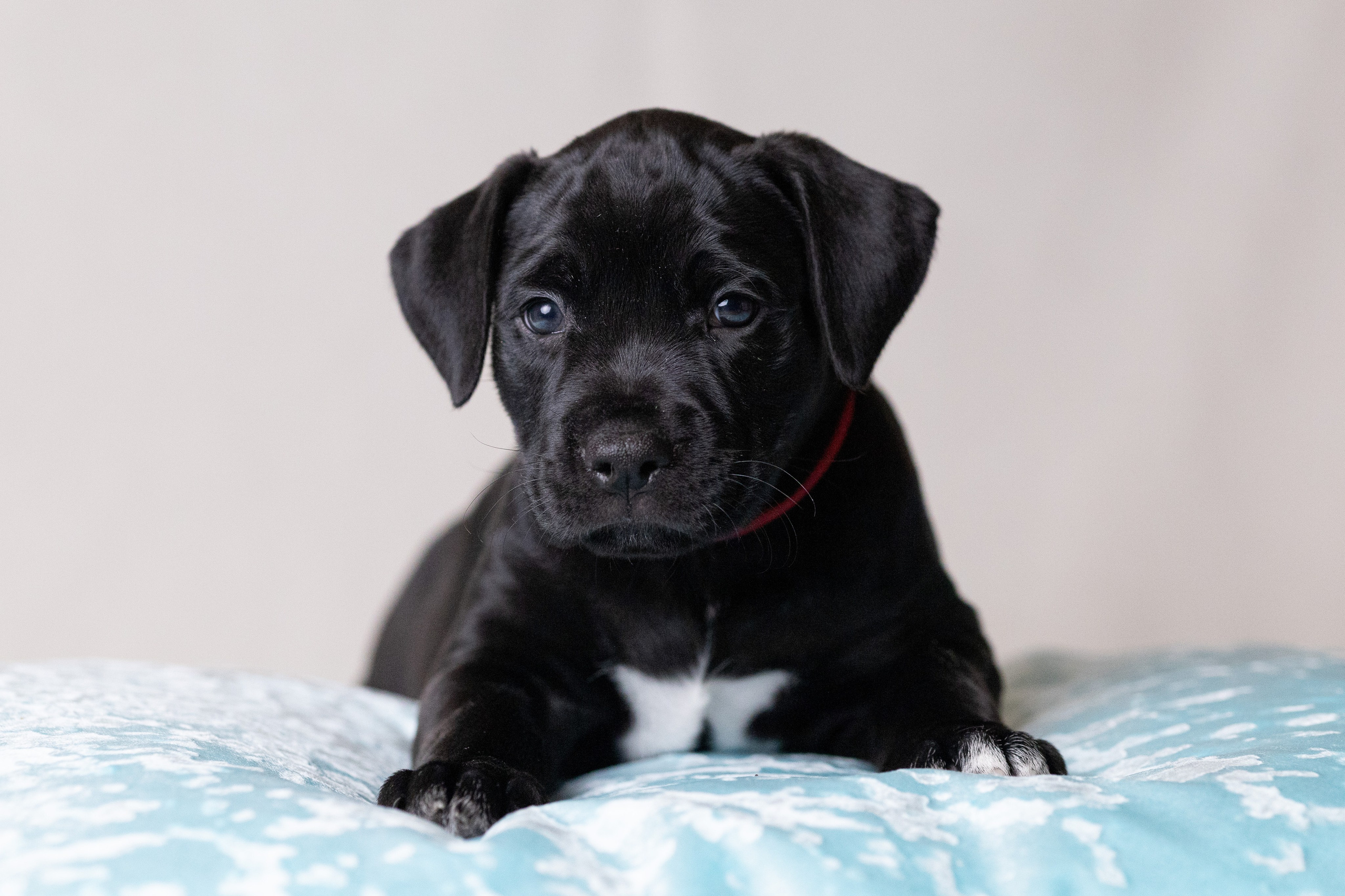 Щенки. Фотограф Яна Матвеева в Ижевске