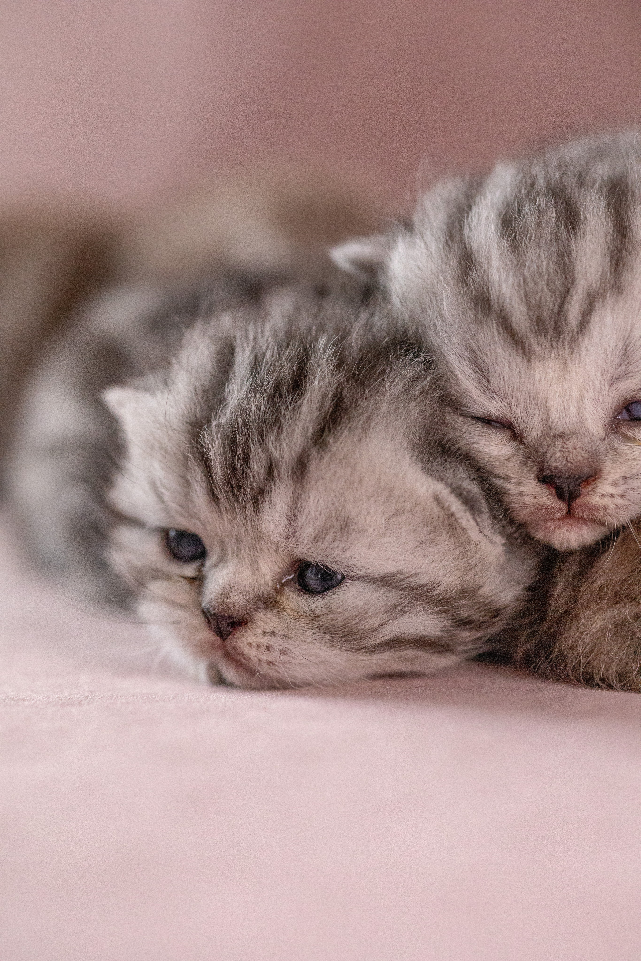 Котята. Фотограф Яна Матвеева в Ижевске