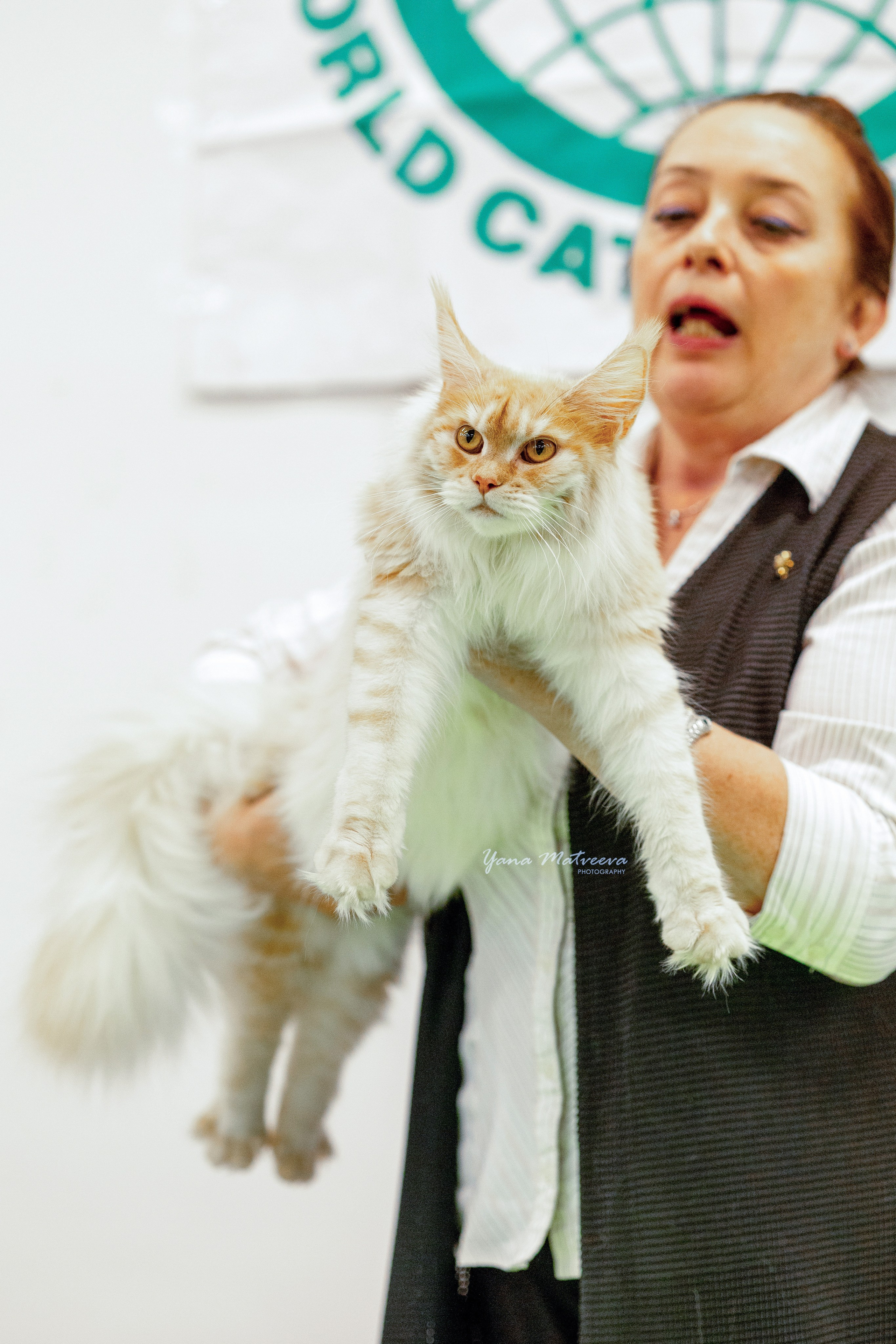 Кошки. Фотограф Яна Матвеева в Ижевске