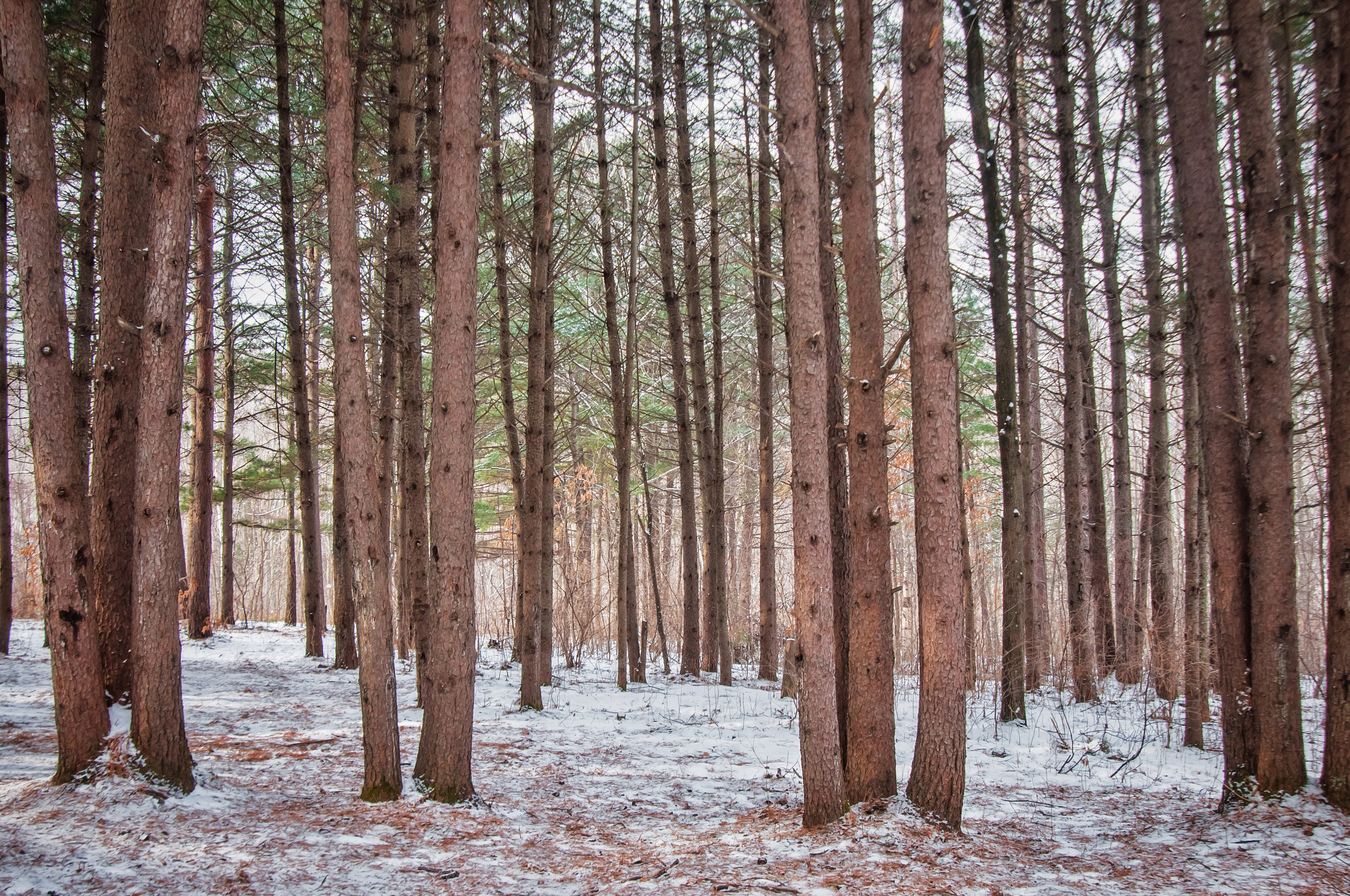 Пейзажи и дикая природа. Пейзажный и репортажный фотограф