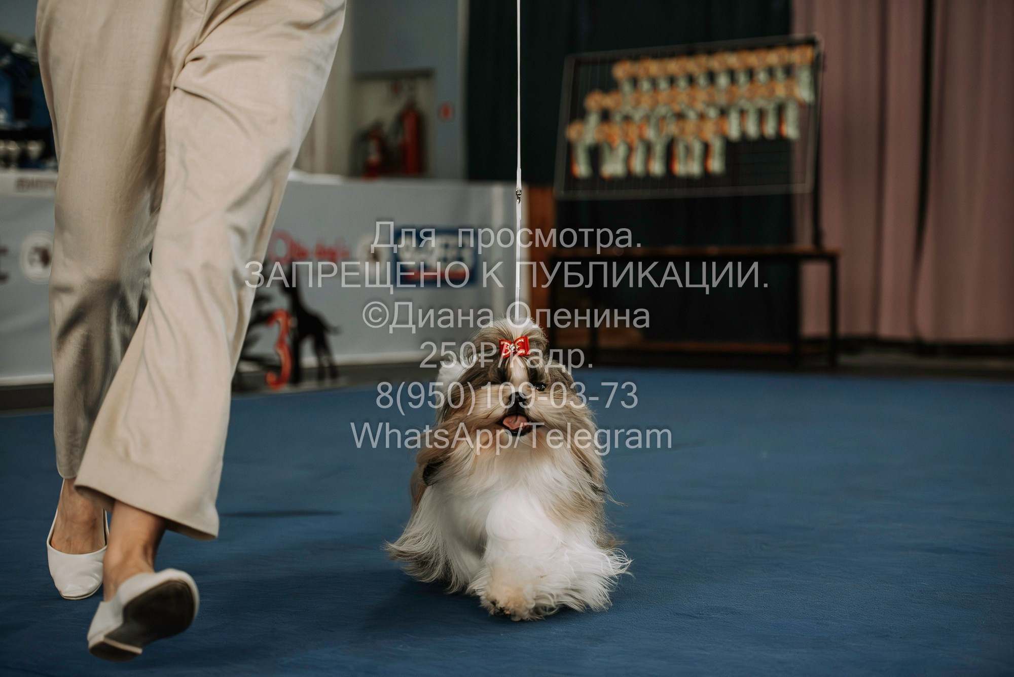 Выставка собак Красноярск 29.10.2023. Фотограф Диана Оленина Красноярск / Братск