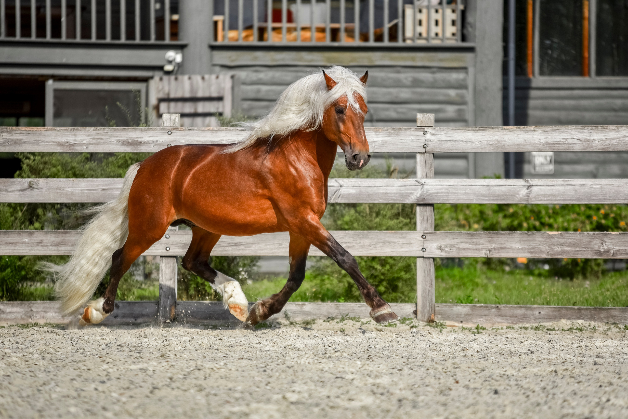 Лошади на свободе, съемка лошадей, экстерьерная съемка, фотосессия