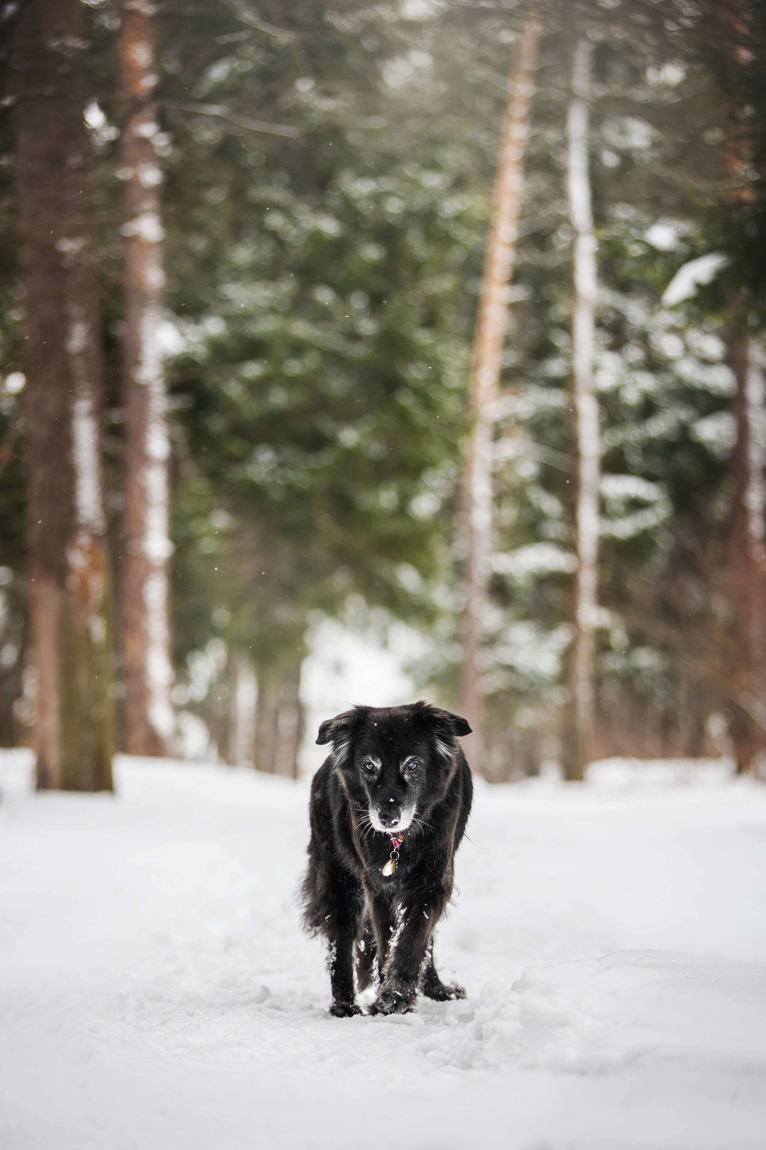 Валя, Варя и Лада. Фотограф анималист в Москве Майорова Евгения