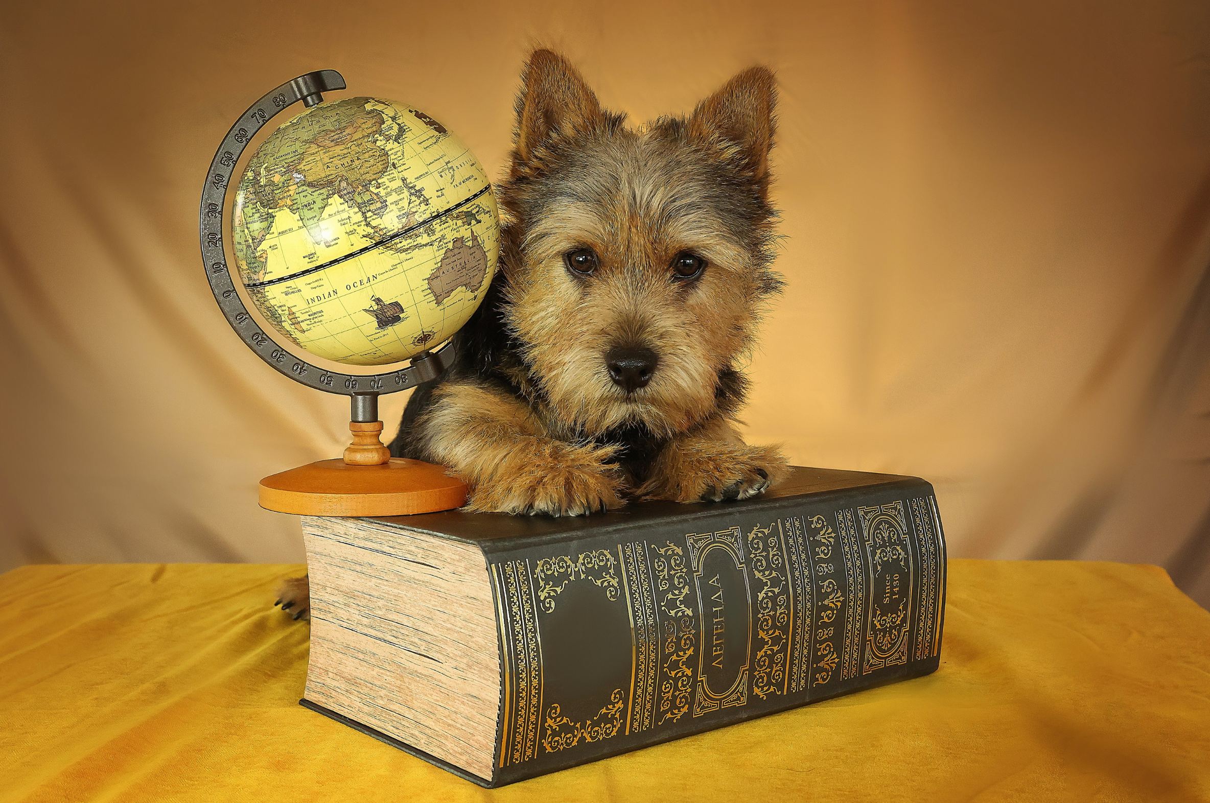 Курсы на фотографа-анималиста