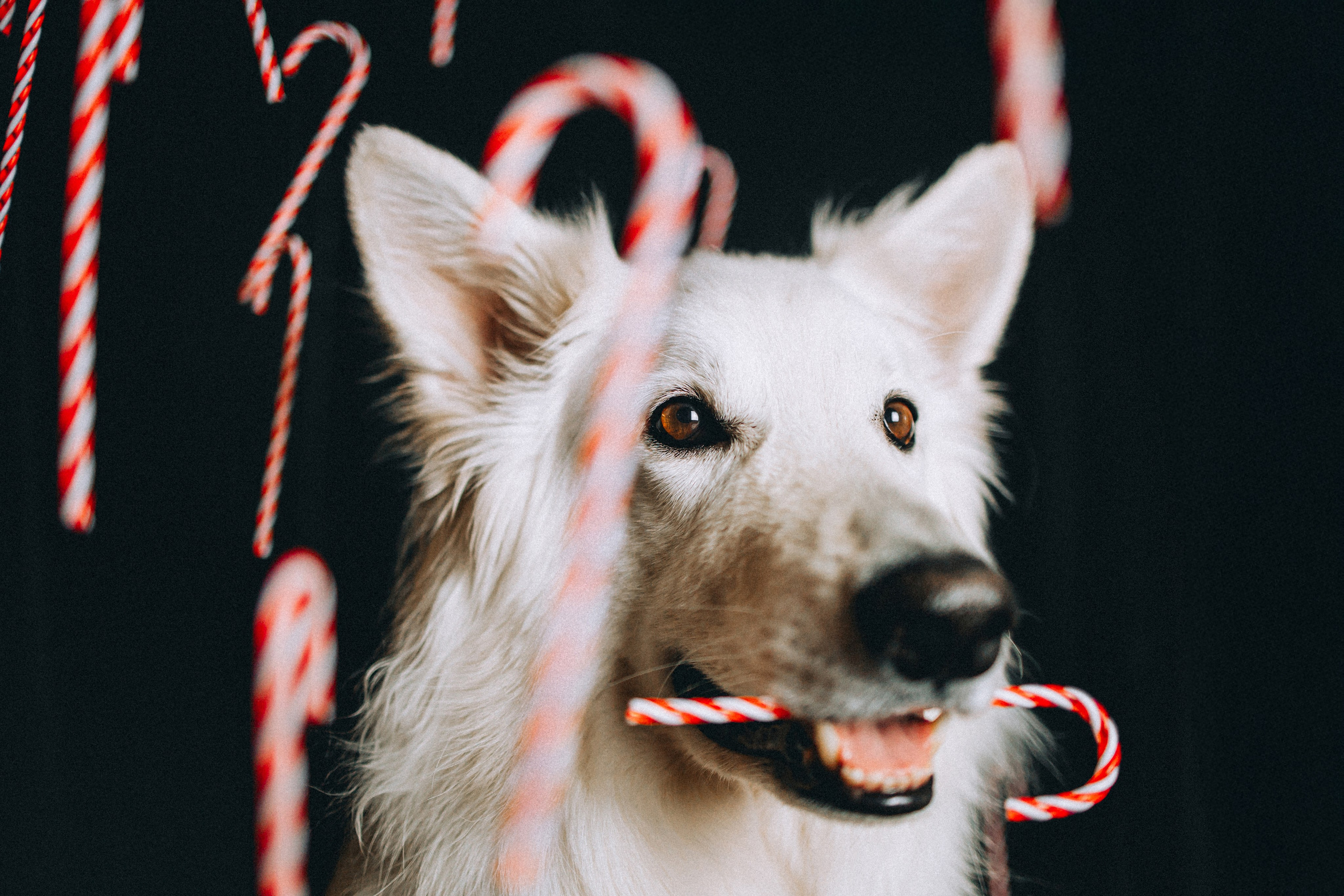 Джек, Бет и Кову