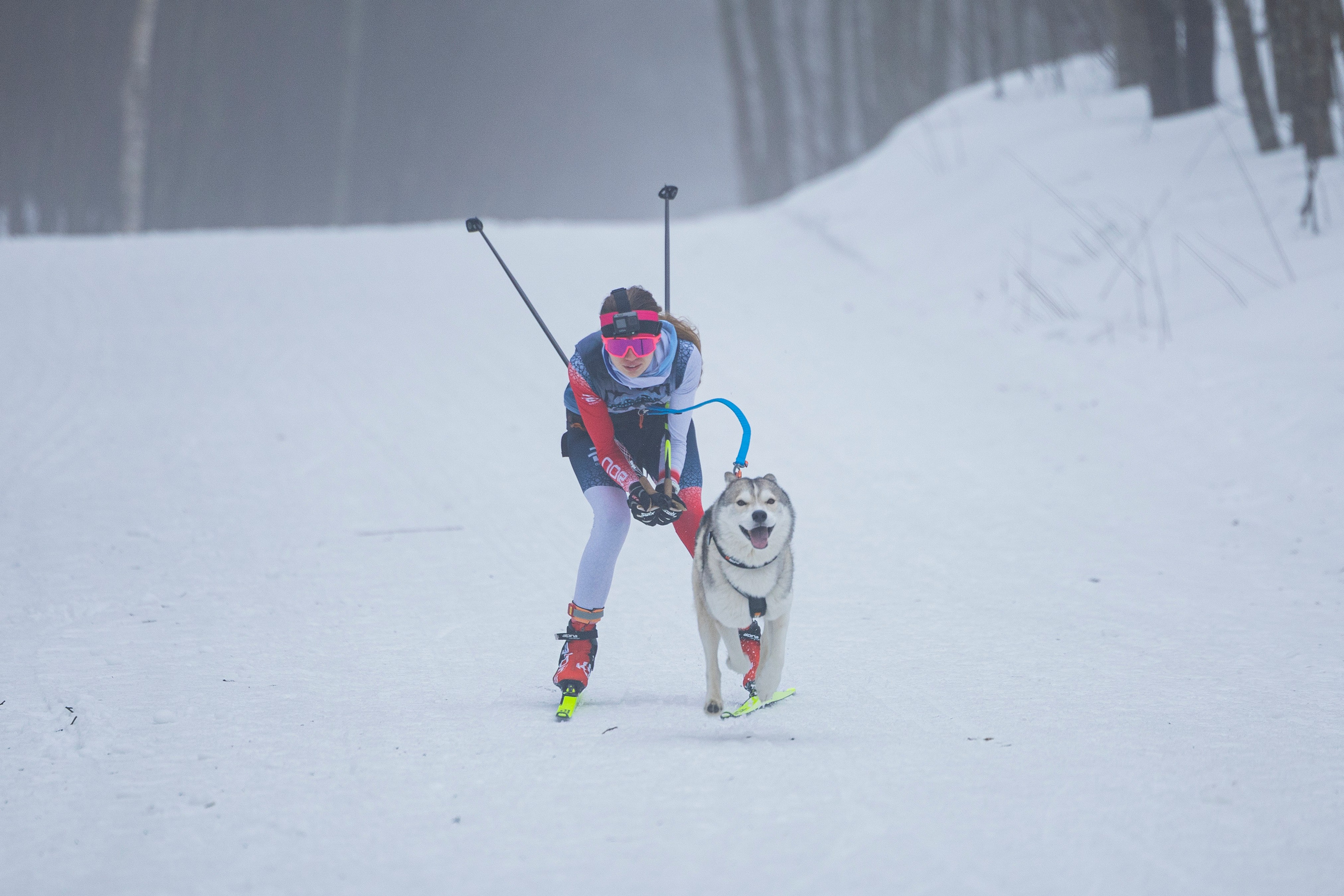 Зимний Чемпионат Санкт-Петербурга по ездовому спорту. Фотограф-анималист Анна Маринич