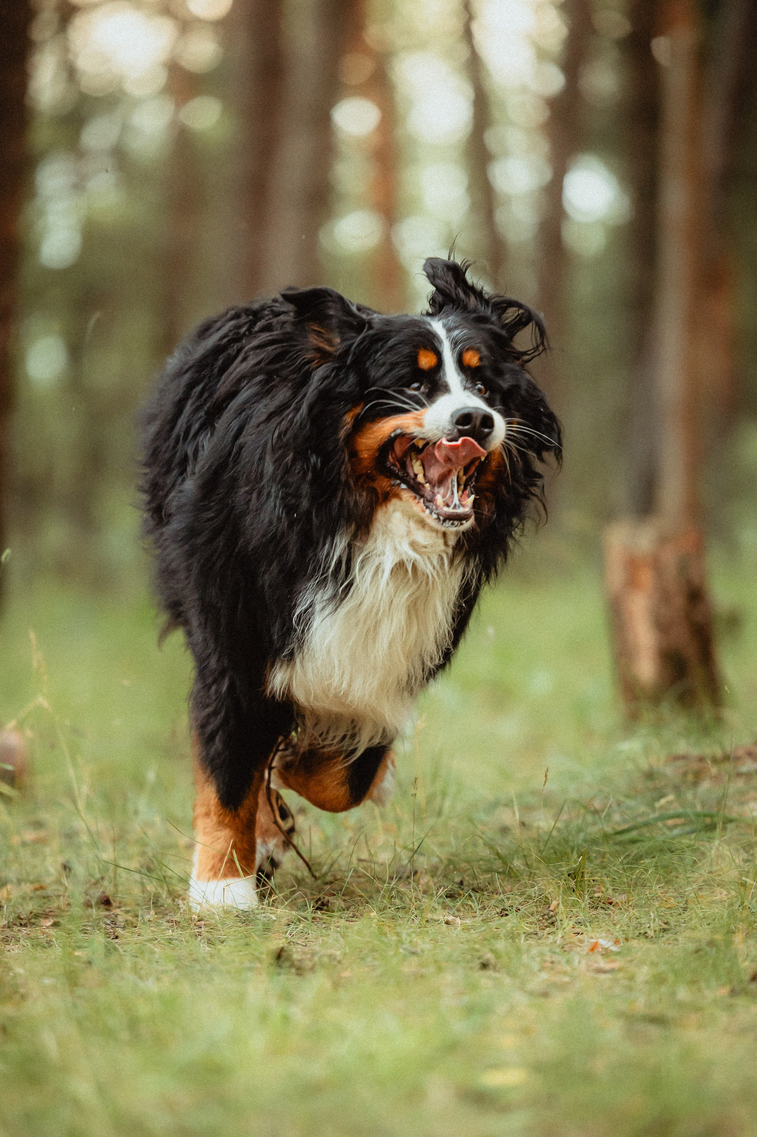 Выездной дог-тренинг от школы «Шерсть имею»
