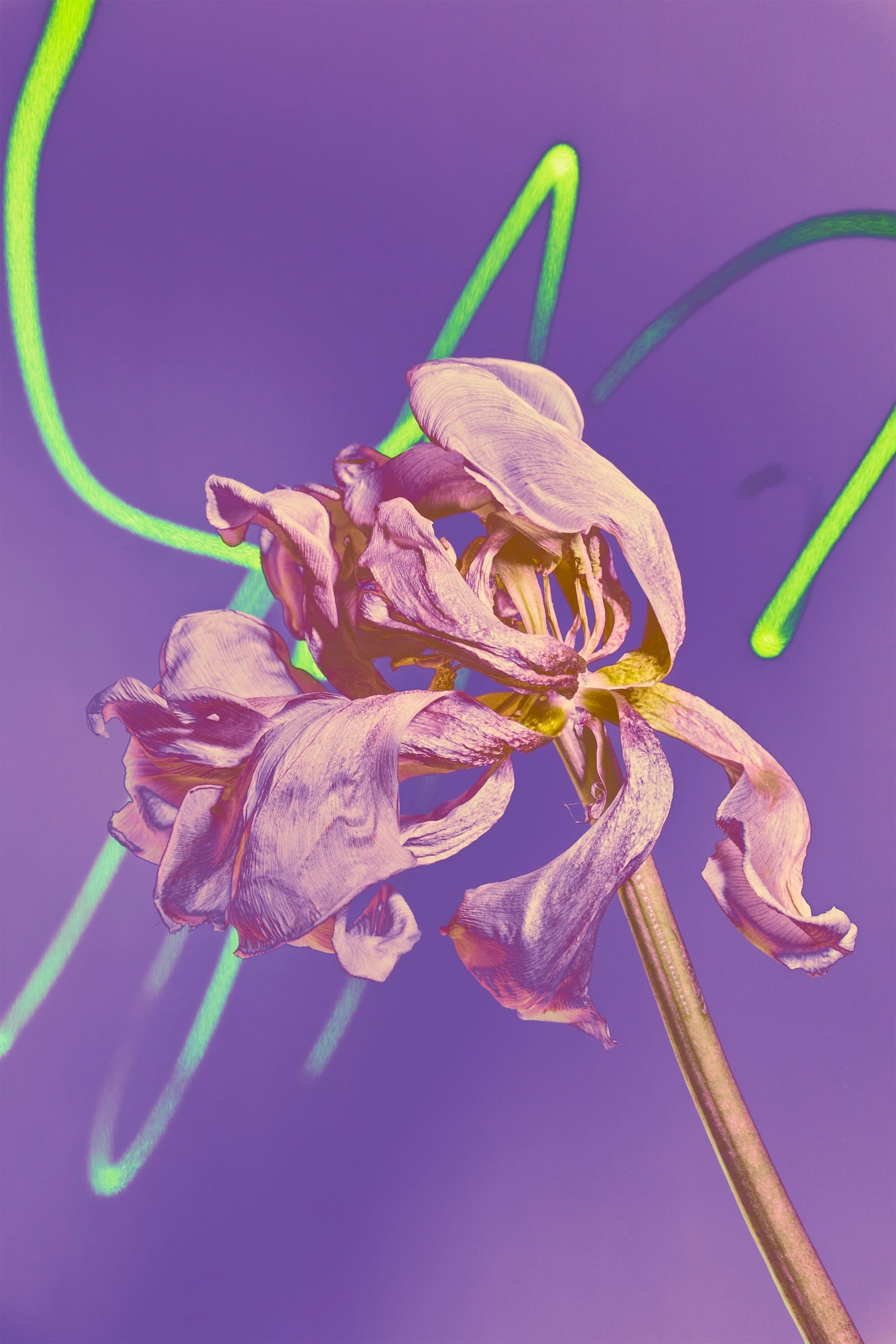 Интерьерные картины. Ангелина Журавлева Фотограф в Москве