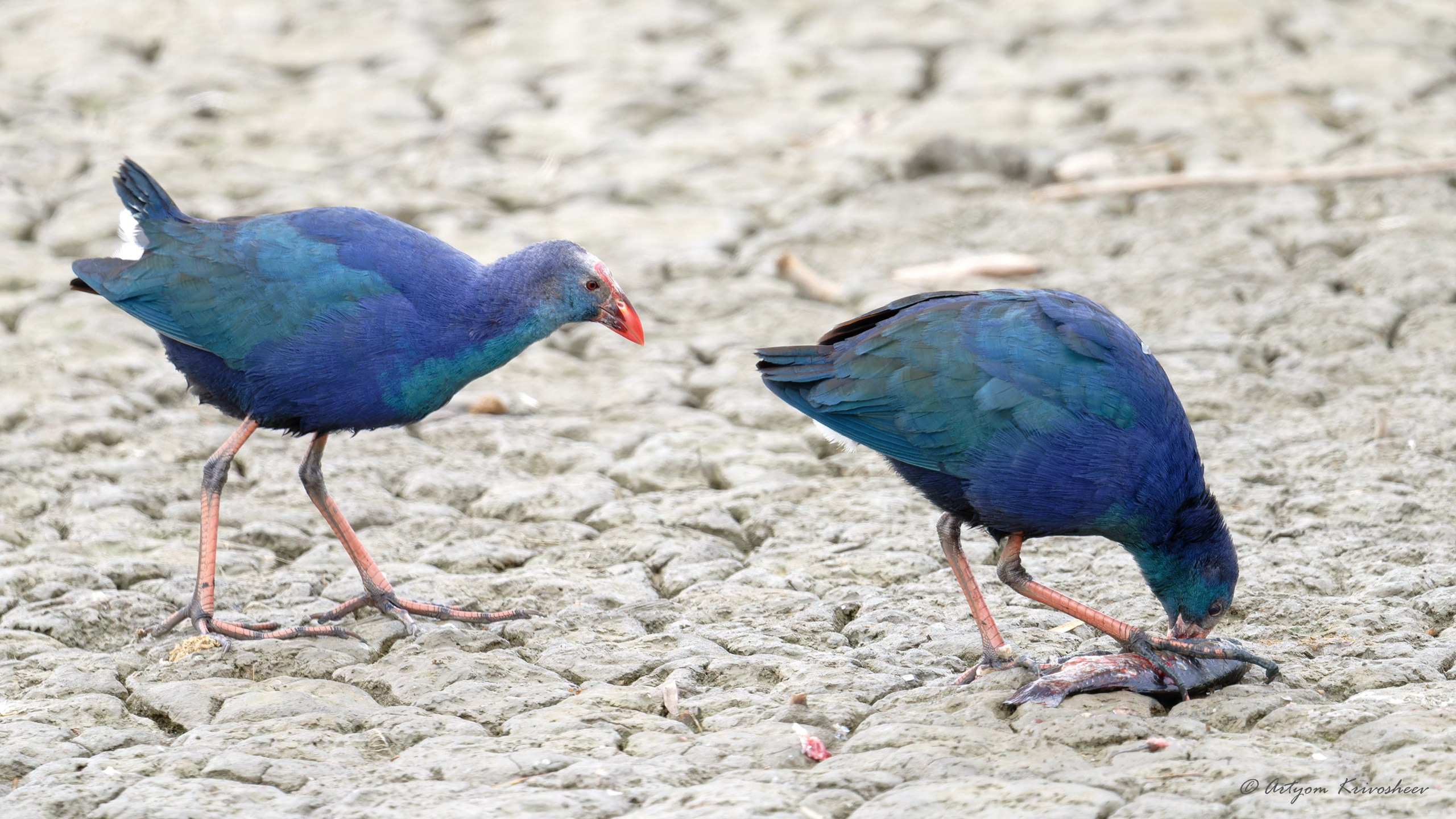 Султанка (лат. Porphyrio porphyrio) - околоводная птица семейства пастушковых с ярким сине-голубым оперением.