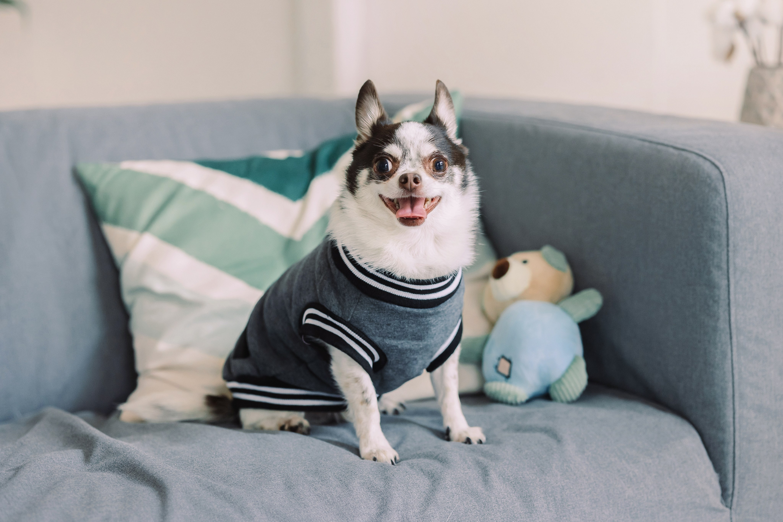 Магазин Friend of mine. Фотограф-анималист Елена Радченко, Москва