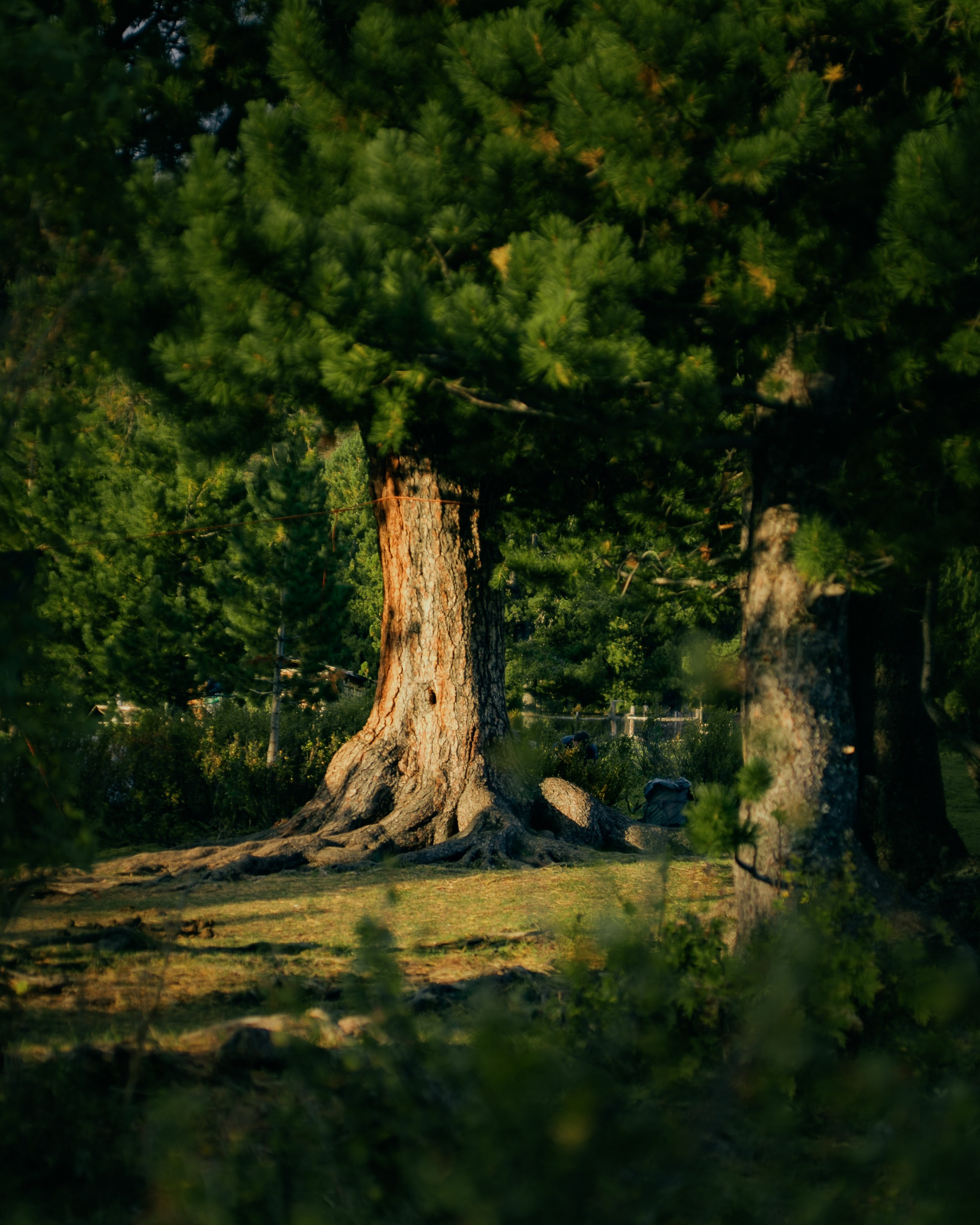 Шавлинские. Главная