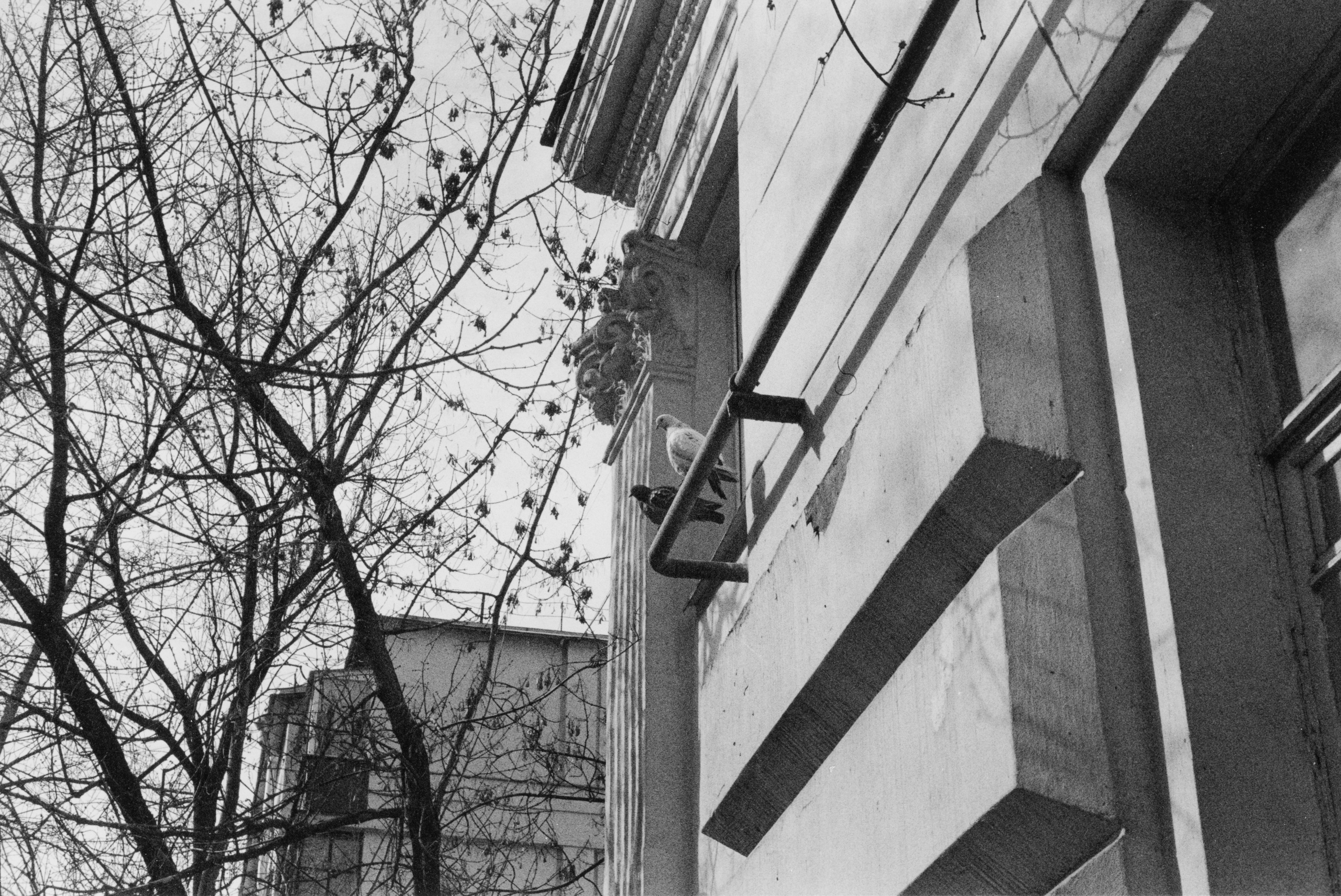 Prints. Maria Abdullaeva