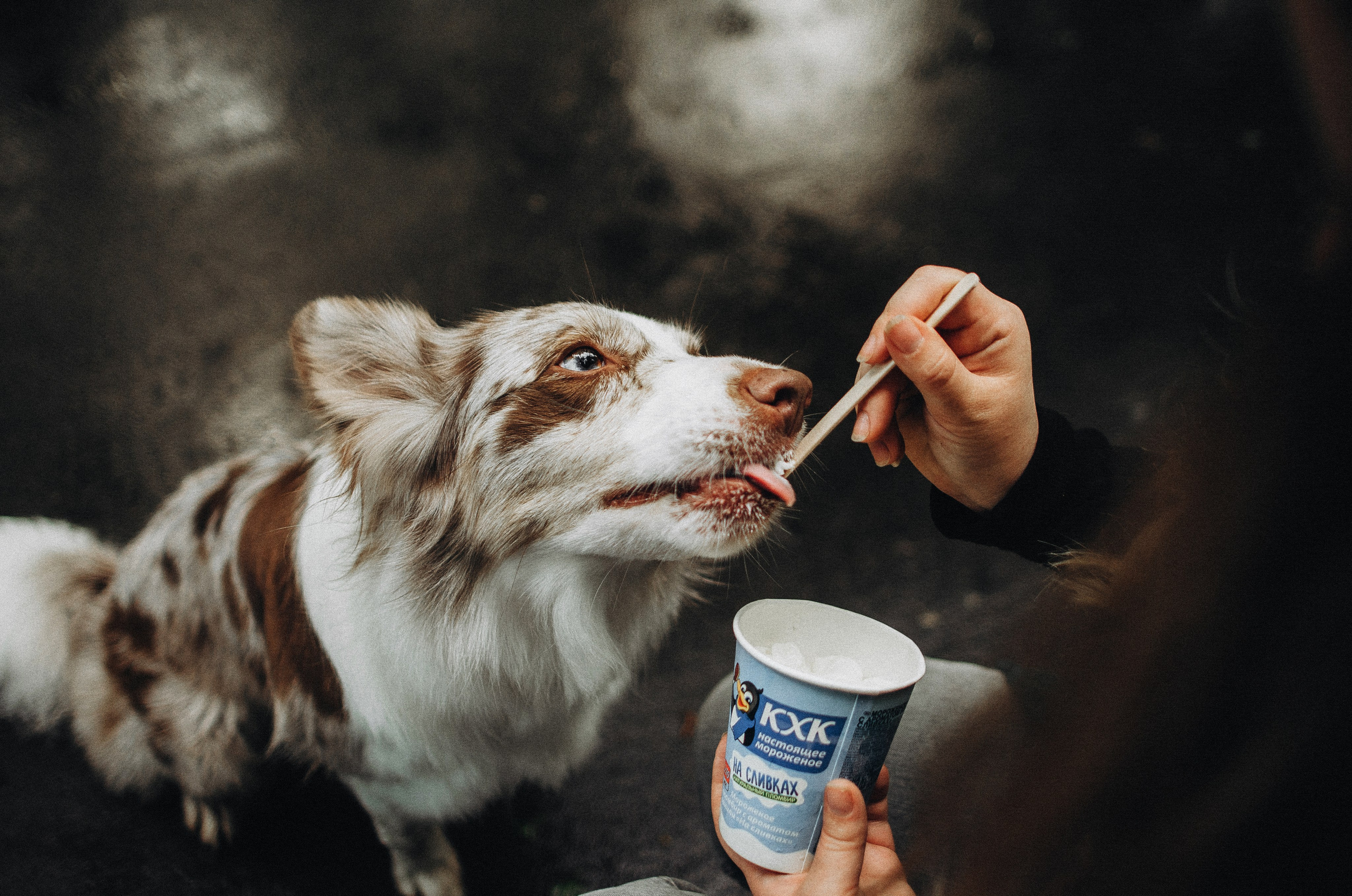 Алина и Бруна. Фотограф-анималист Богданова Полина