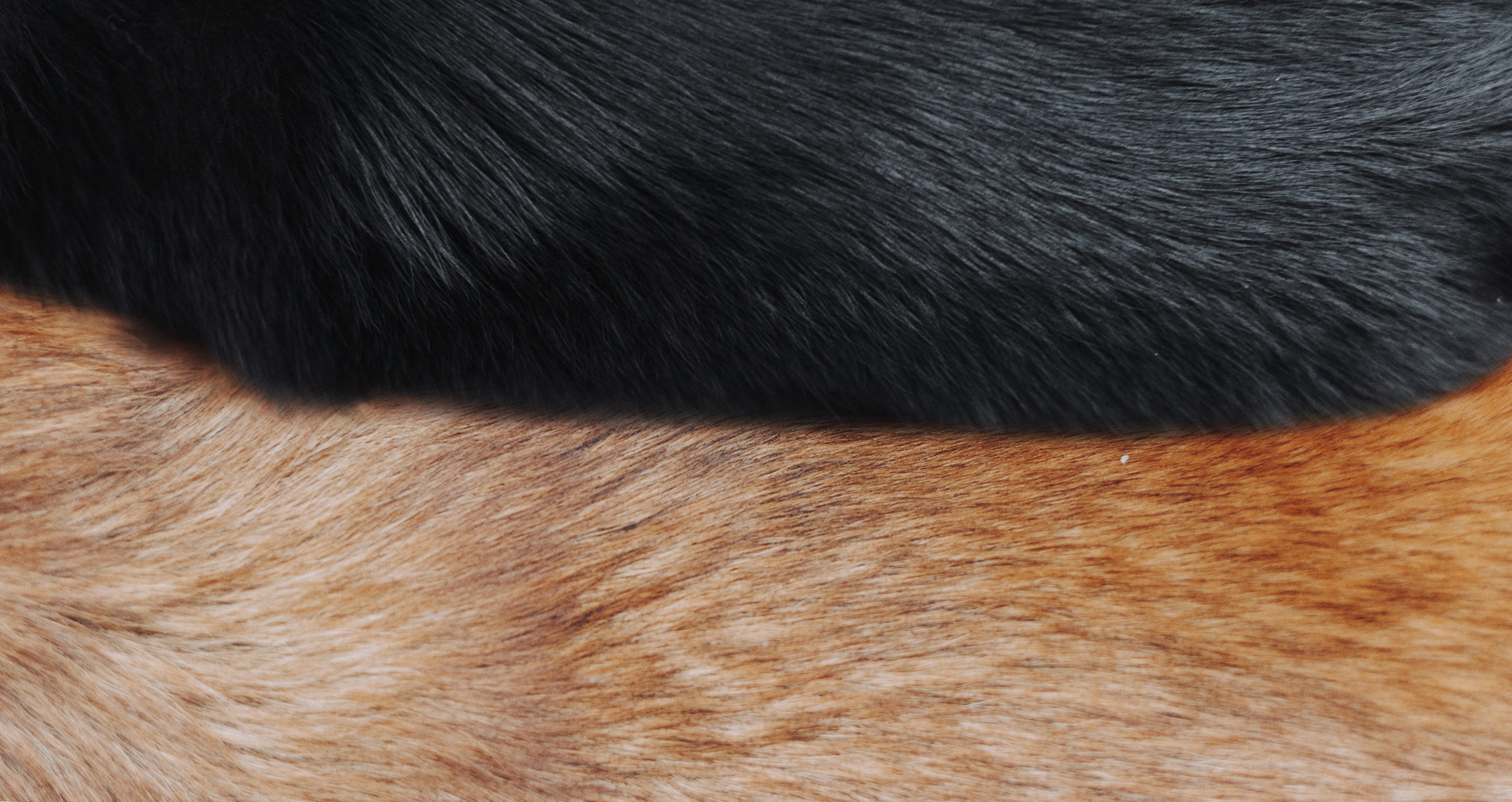 Юля, Лара и Йоми. Фотограф-анималист Богданова Полина