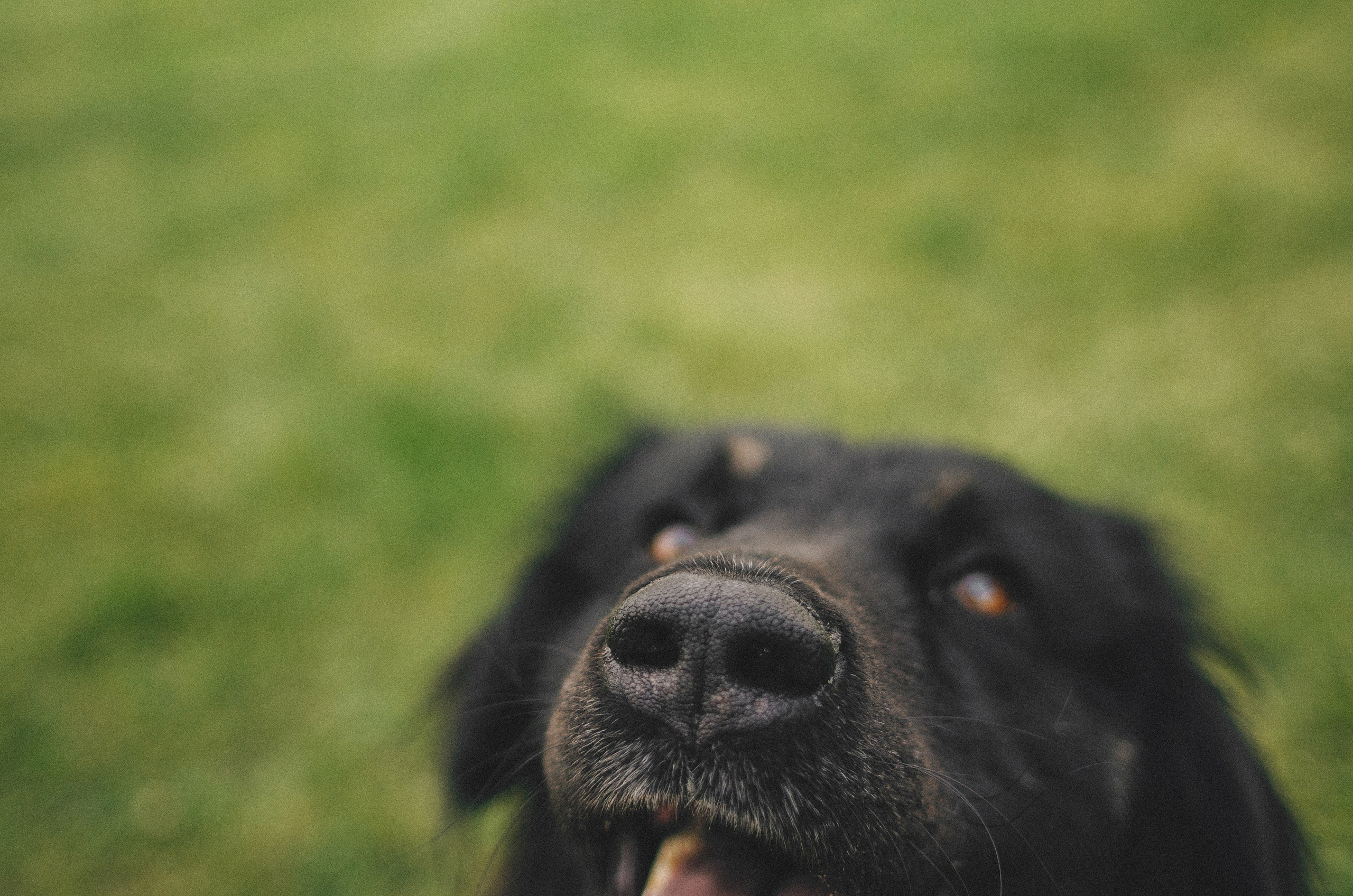 Анна и Марко. Фотограф-анималист Богданова Полина