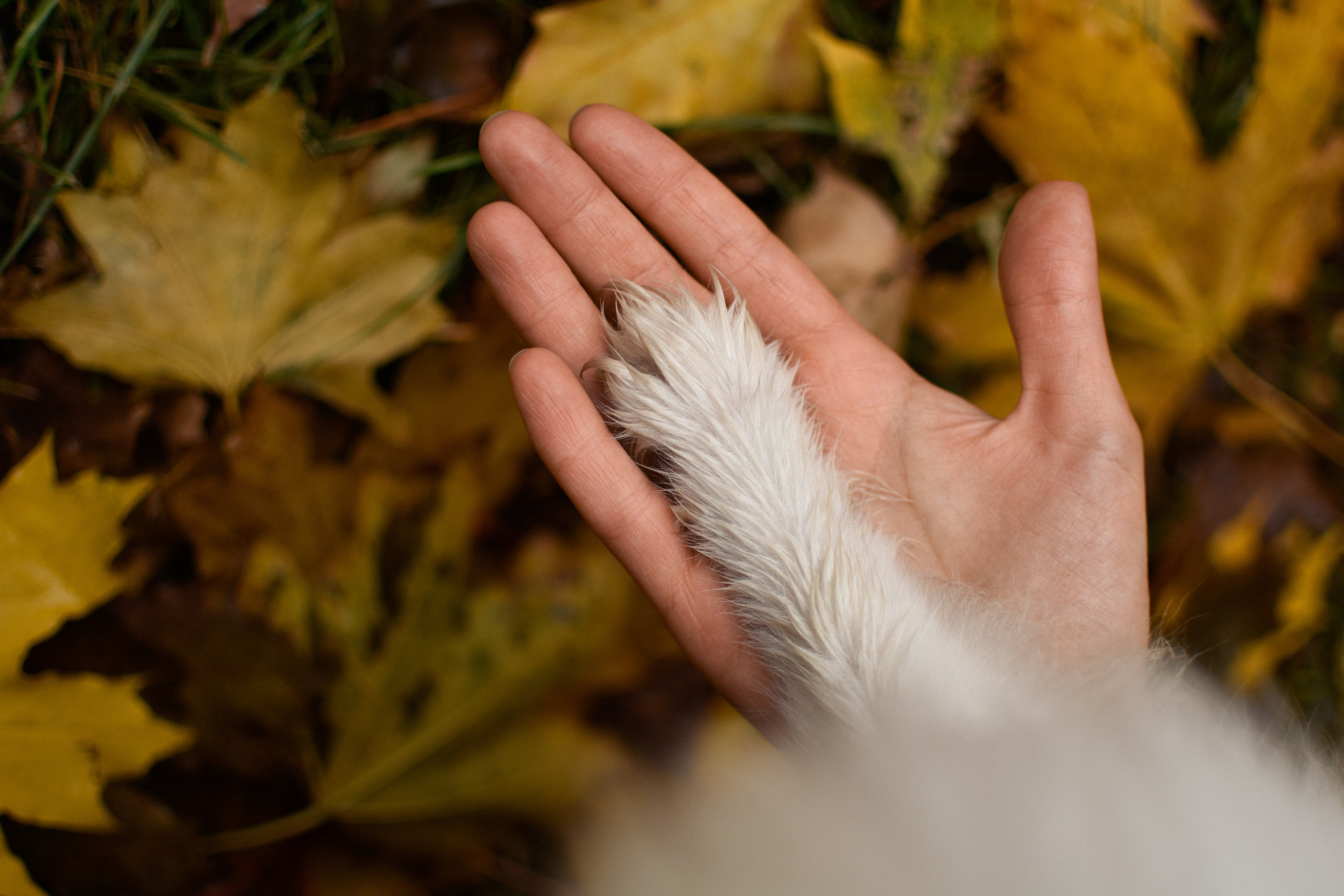 Анабель и Саша. Фотограф-анималист Ксения Шевцова|Москва