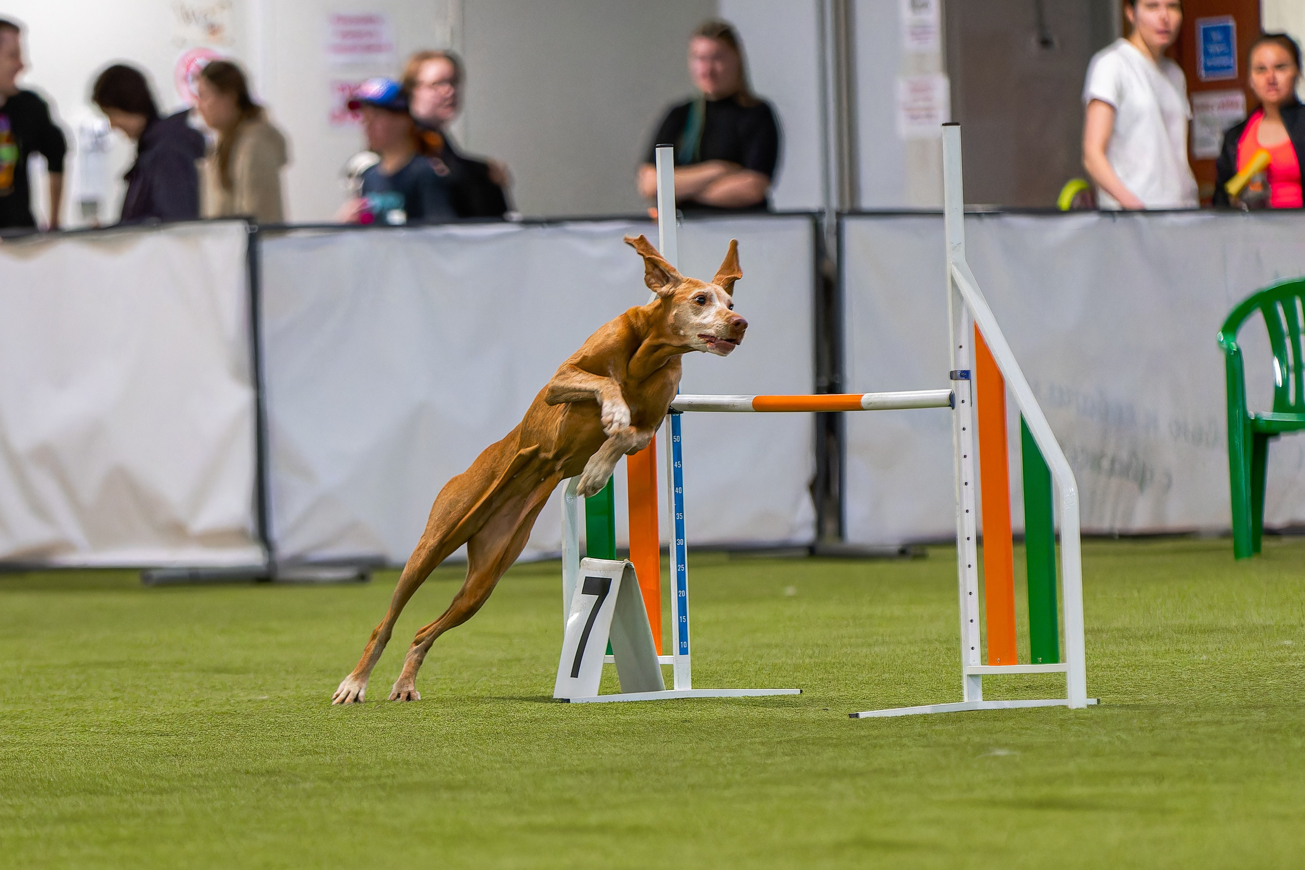 Baltic Cup 2024. Irenephoto.ru