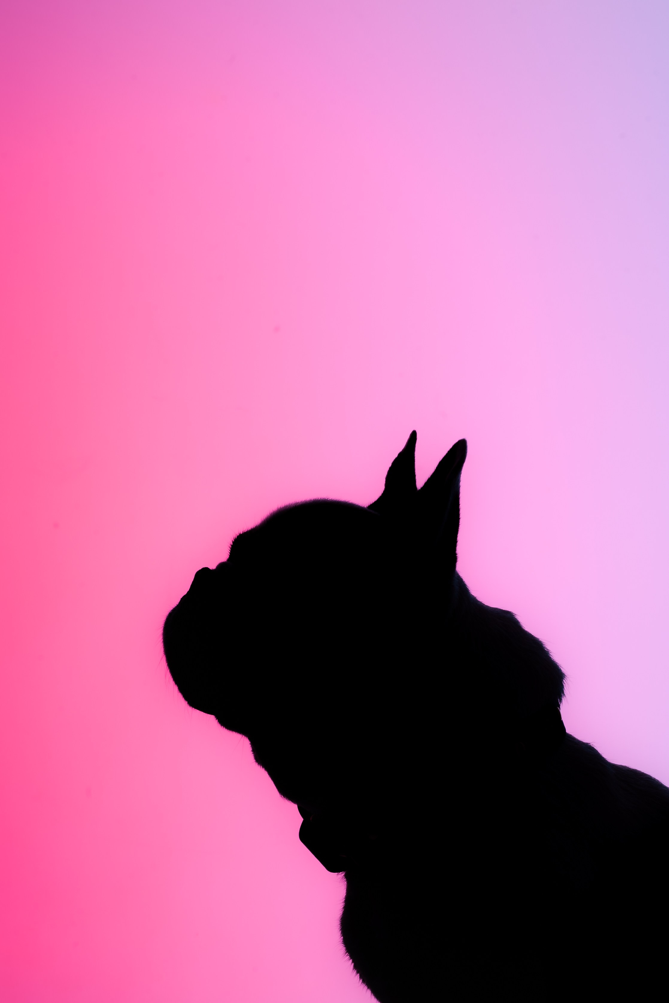 Студийная фотосессия с цветным светом. Фотограф-анималист Татьяна Степанова