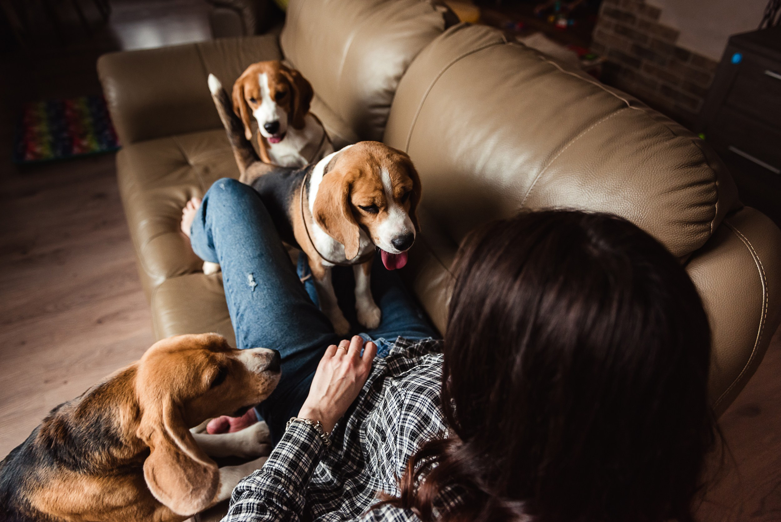 Оля, бигли и семья. Семейный Фотограф в Москве Ирина Хохлова