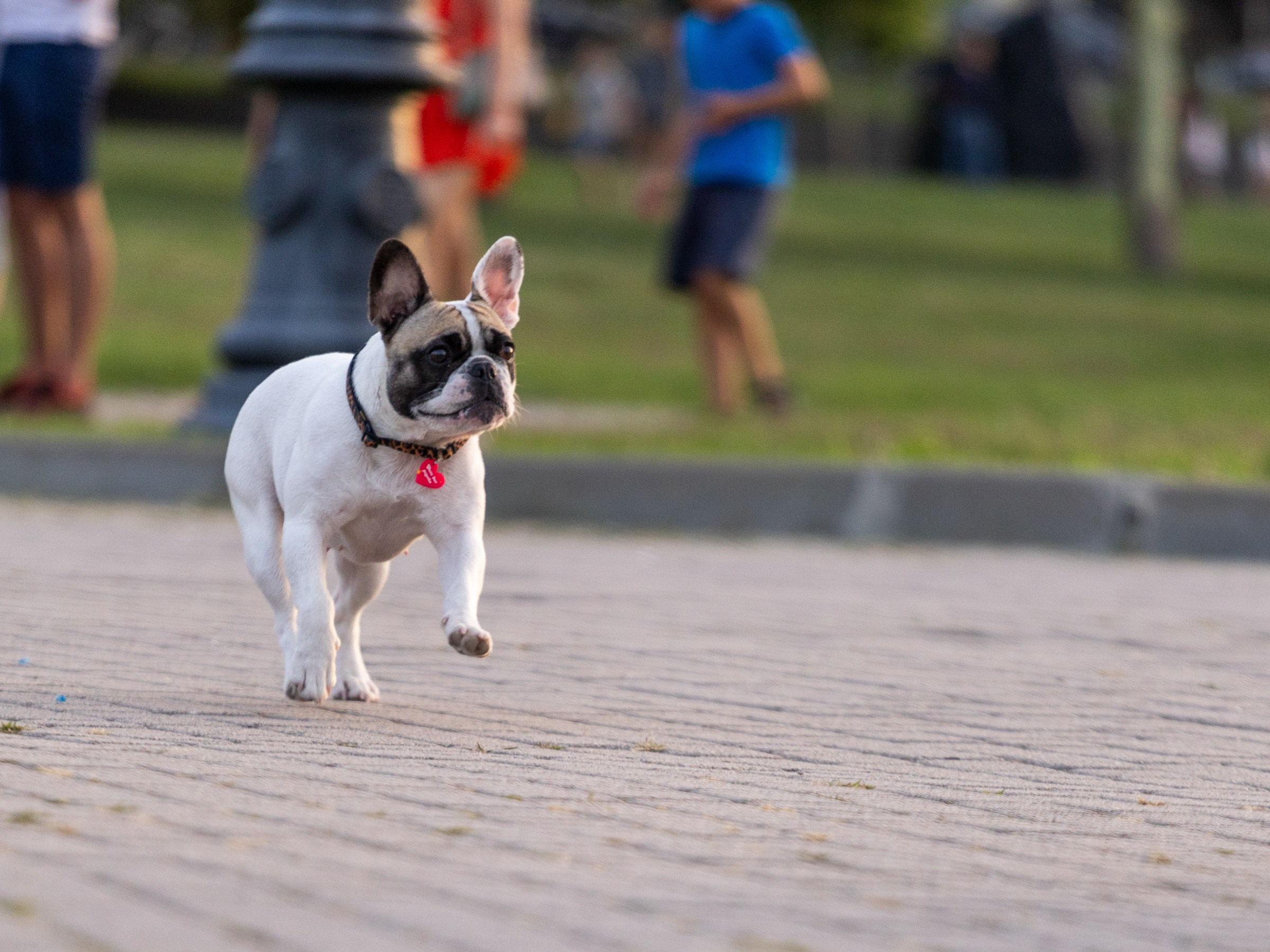 Пандора и Марго. Фотограф-анималист в Москве Кириллова Татьяна