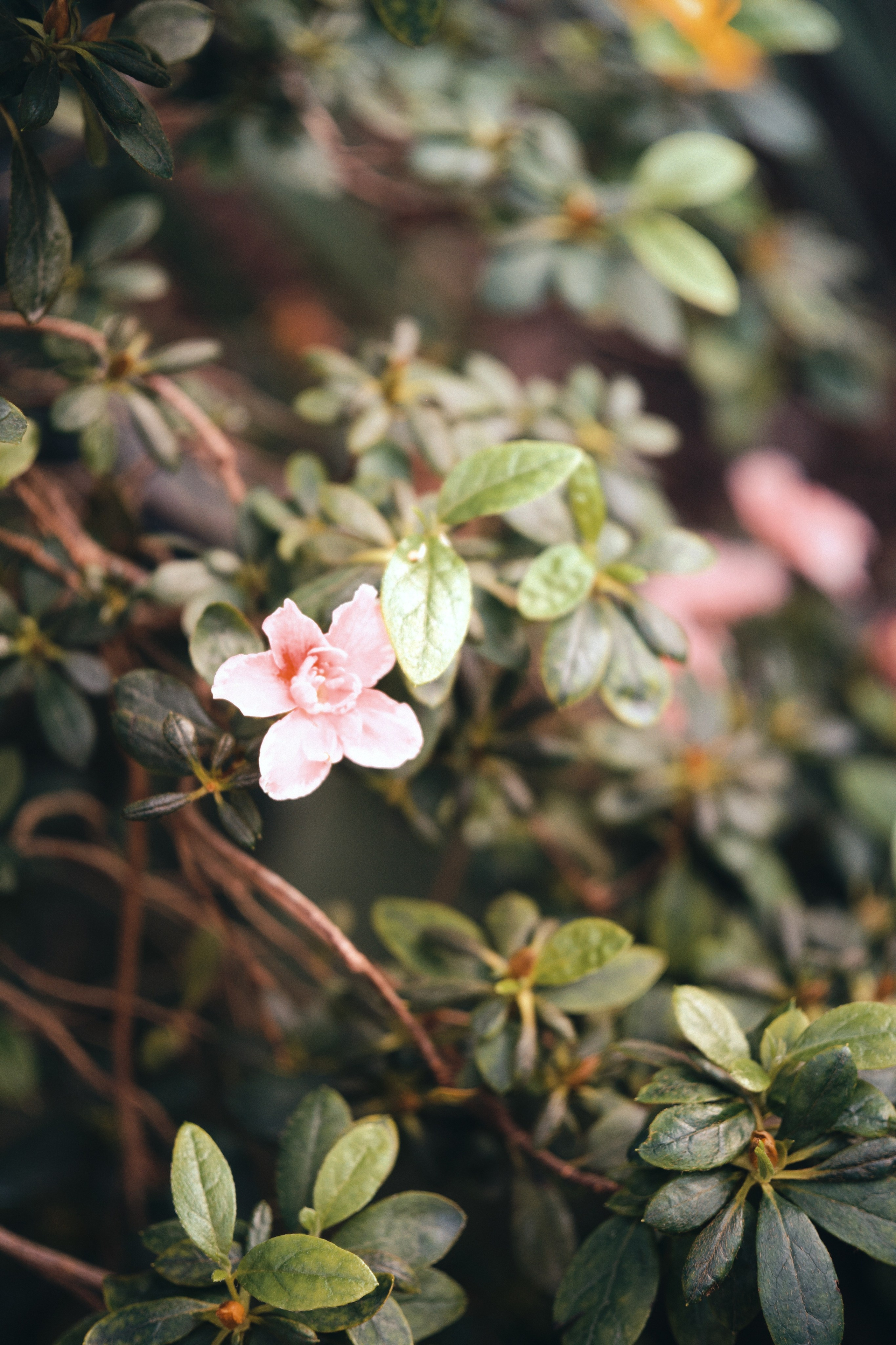 Аптекарский огород. Фотограф-любитель из Кирова Андрей Погребняк