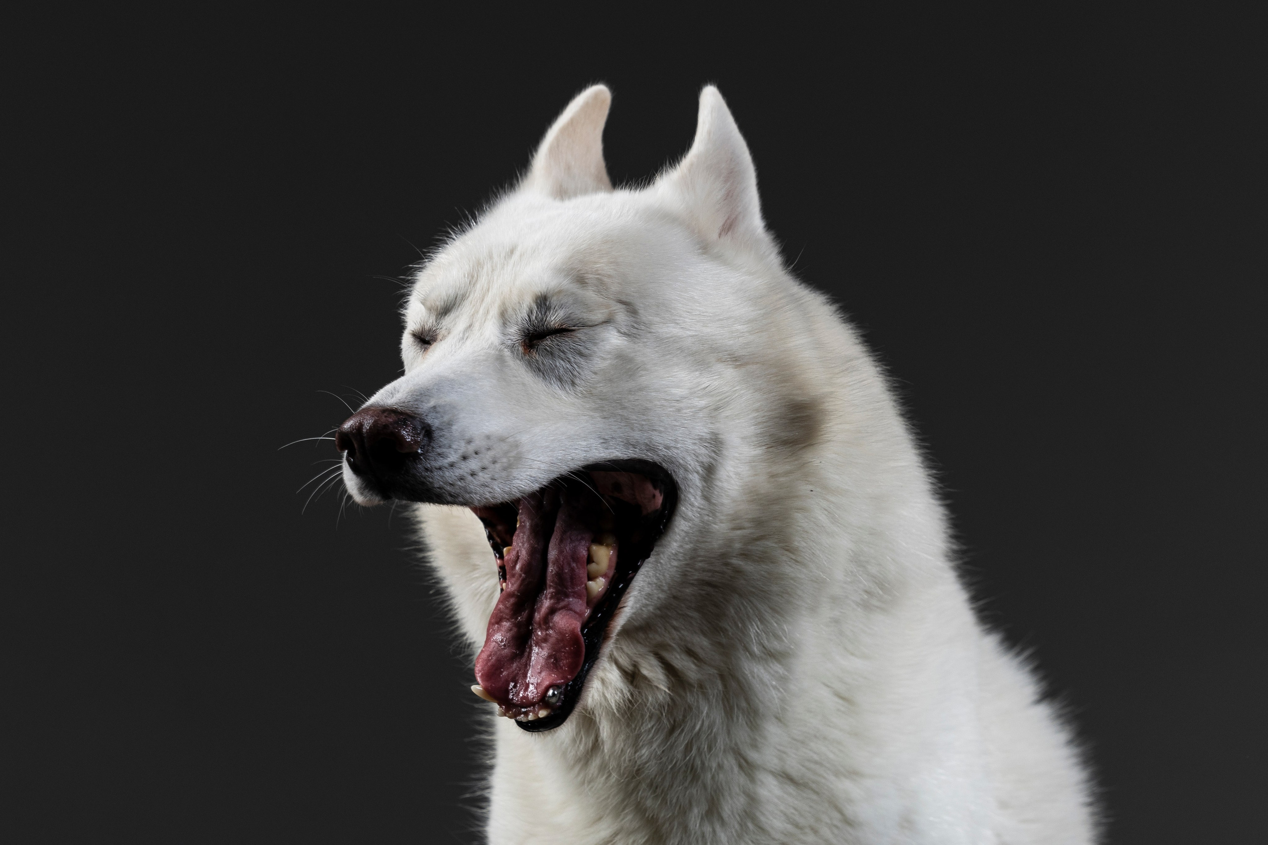 Студия. Фотограф-анималист Анна Маринич