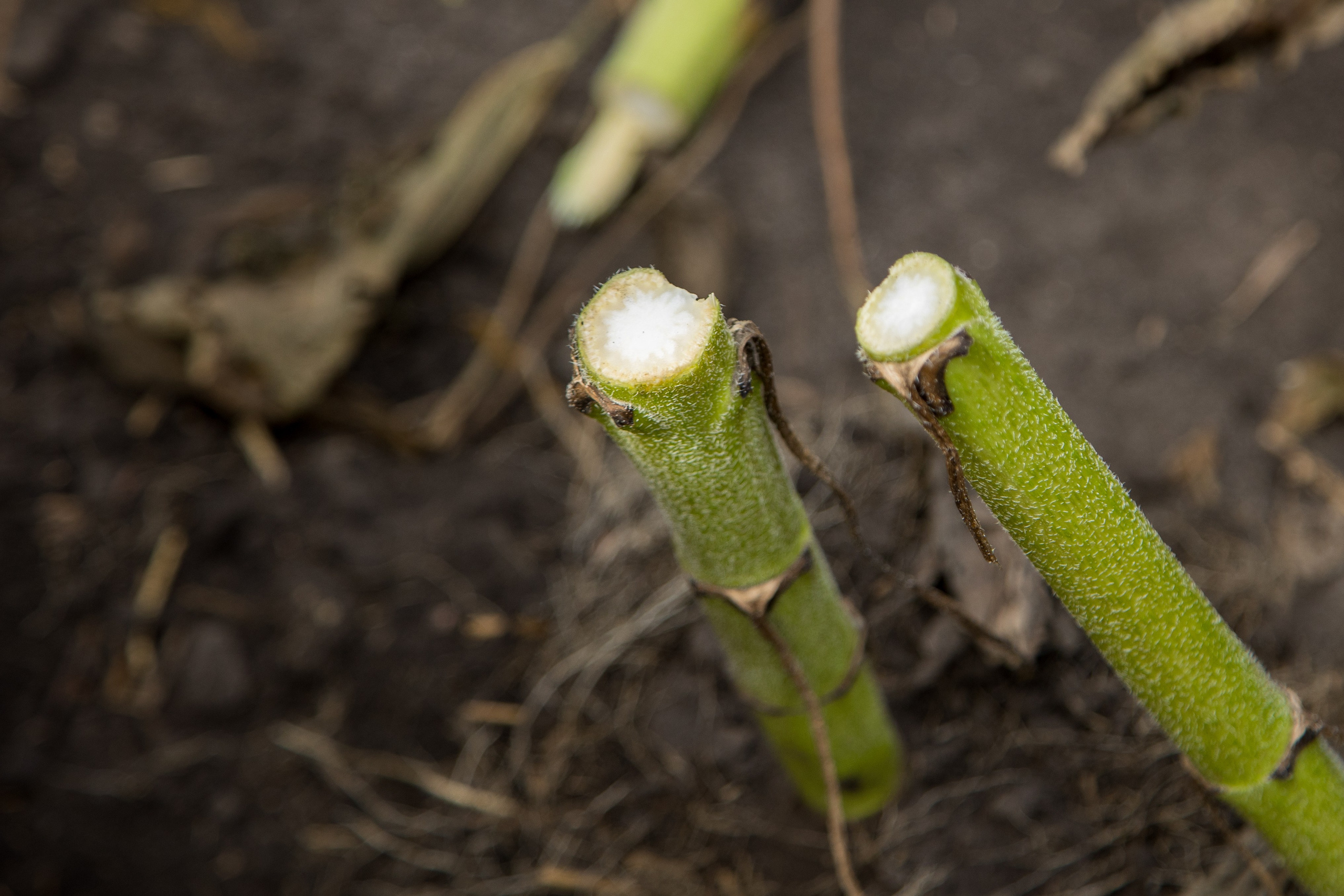 Решения для сельского хозяйства BASF 16.08.2022. Владислав Волков | Фотография и видеосъемка в Воронеже