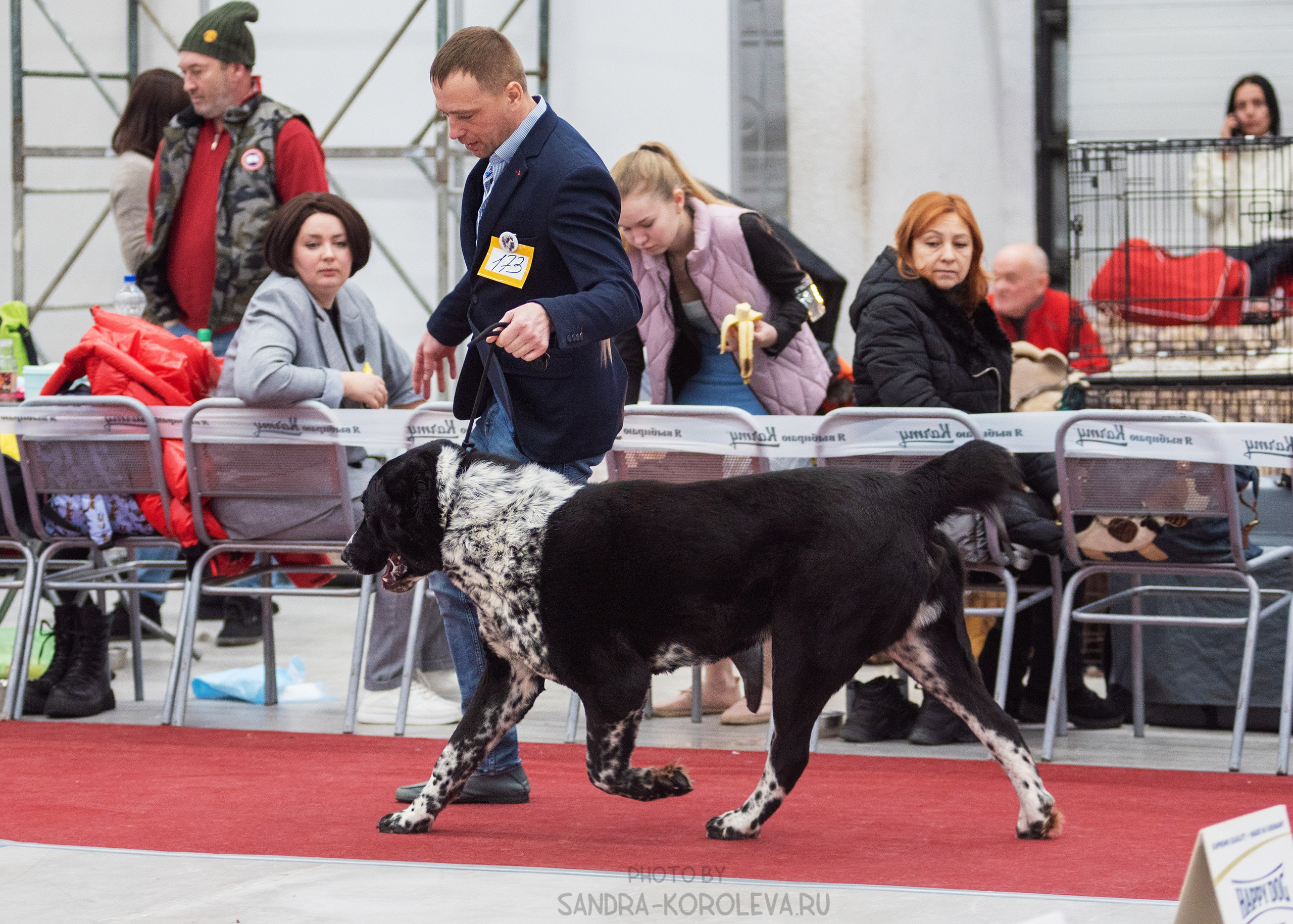 Выставка собак тюмень 14.01.2023. Дог-фотограф в Тюмени Александра Королева