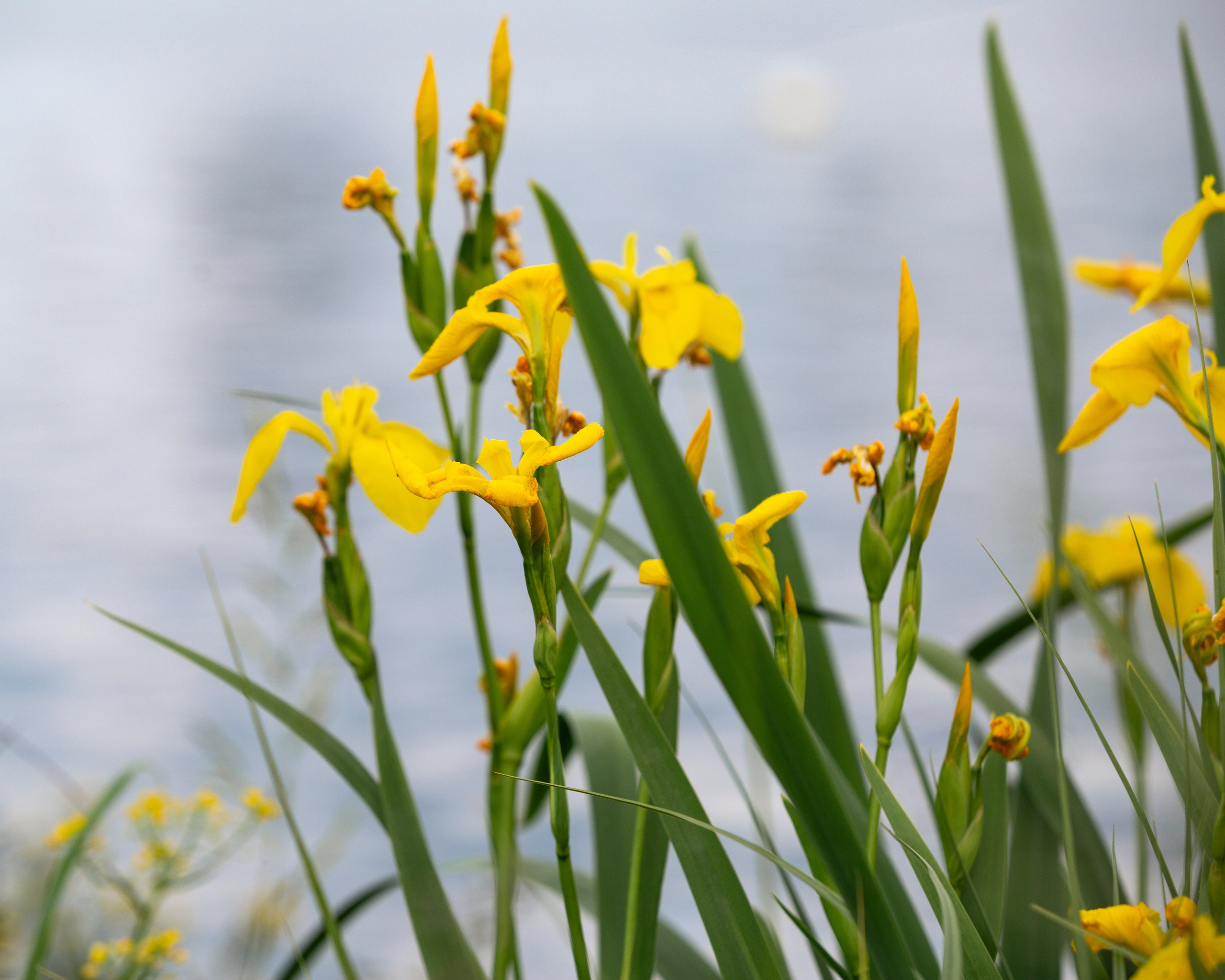 64-я Большая Московская Регата. Кубок сильнейших спортсменов.2025. Репортажный фотограф в Москве