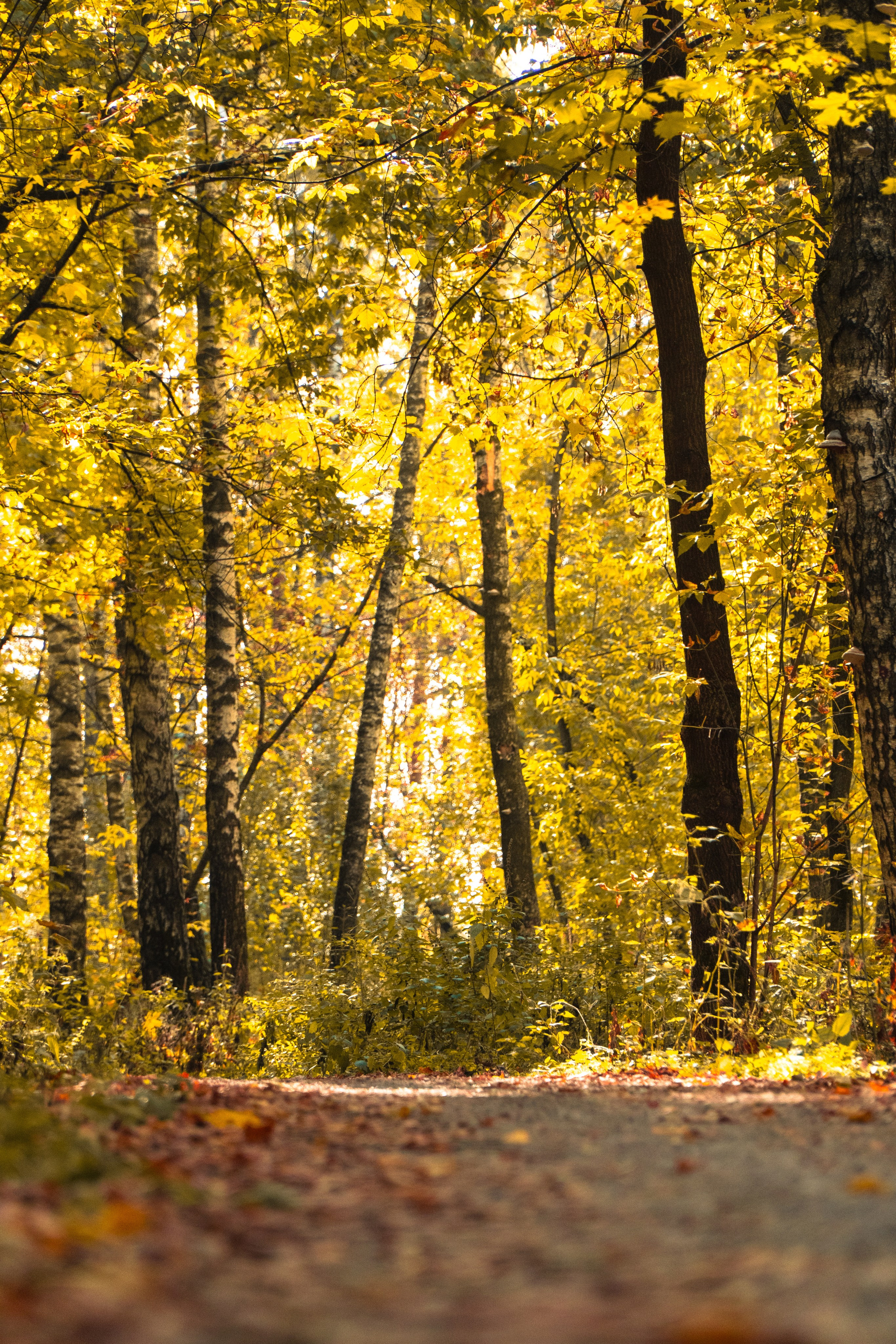 5 вёрст Наташинский 4 октября 2025. Роман Капилюшов. Бег. Фото. Видео. г. Люберцы