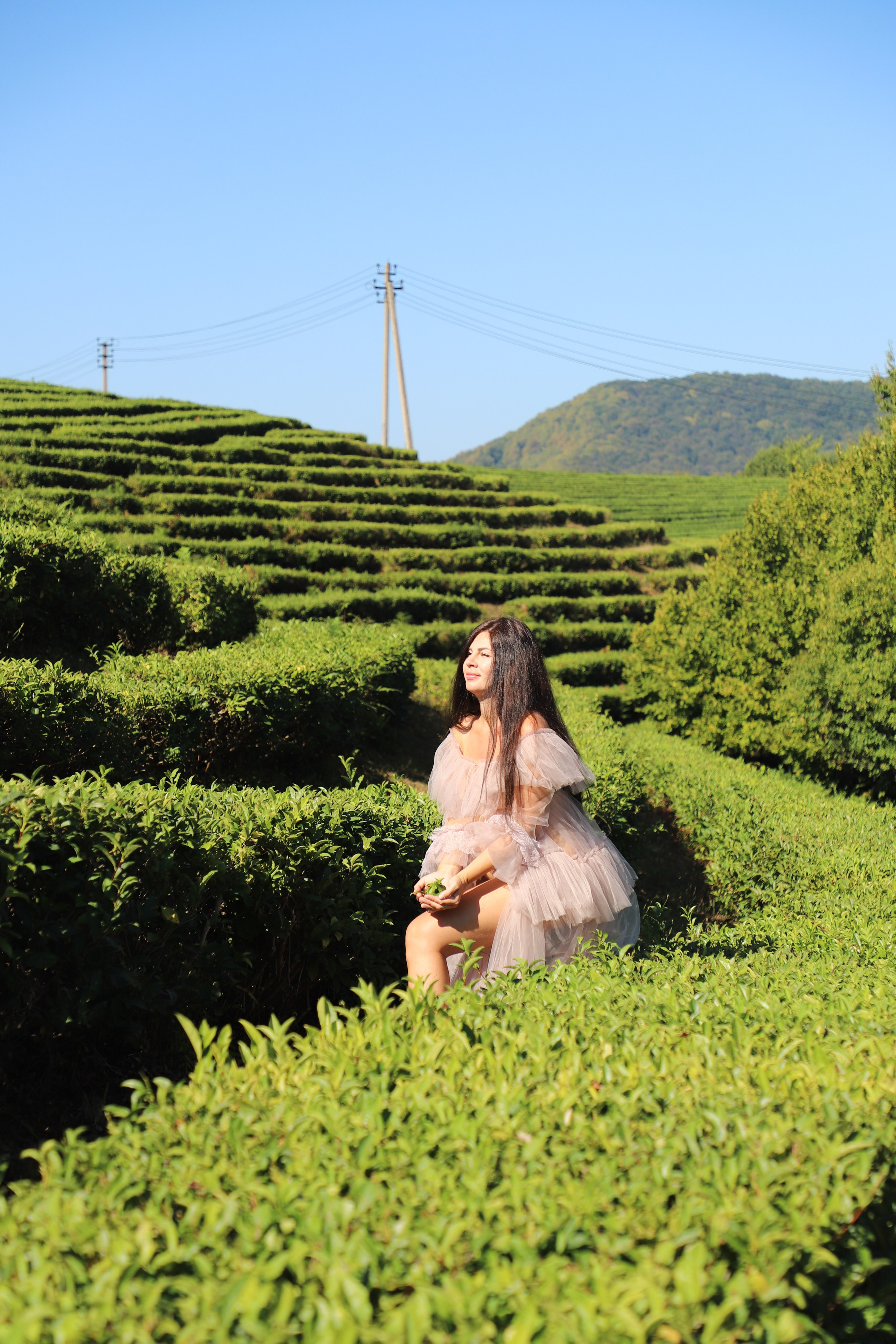 Беремняшка Мацеста чайные плантации 27.08. Главная