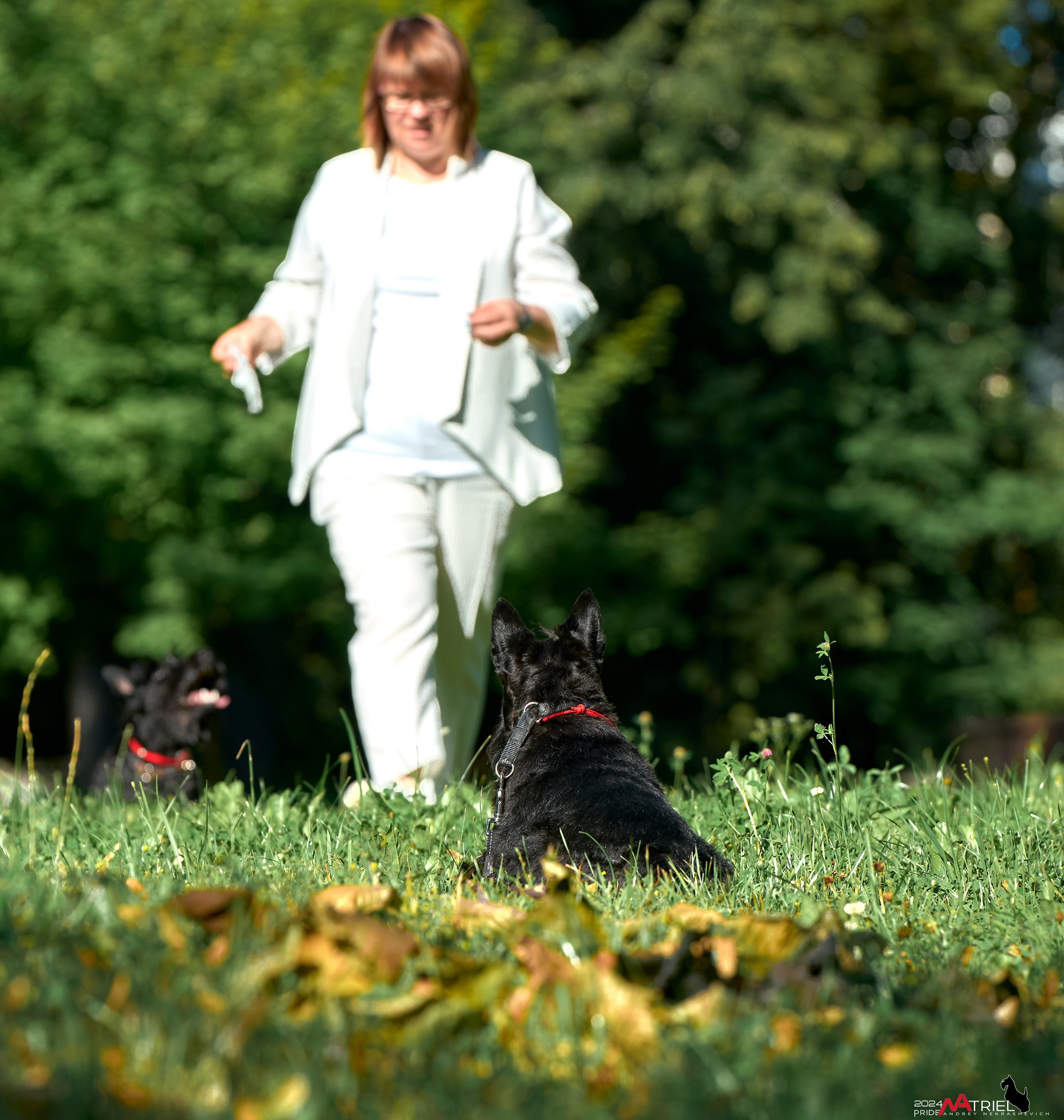 Семейная фотопрогулка с собаками