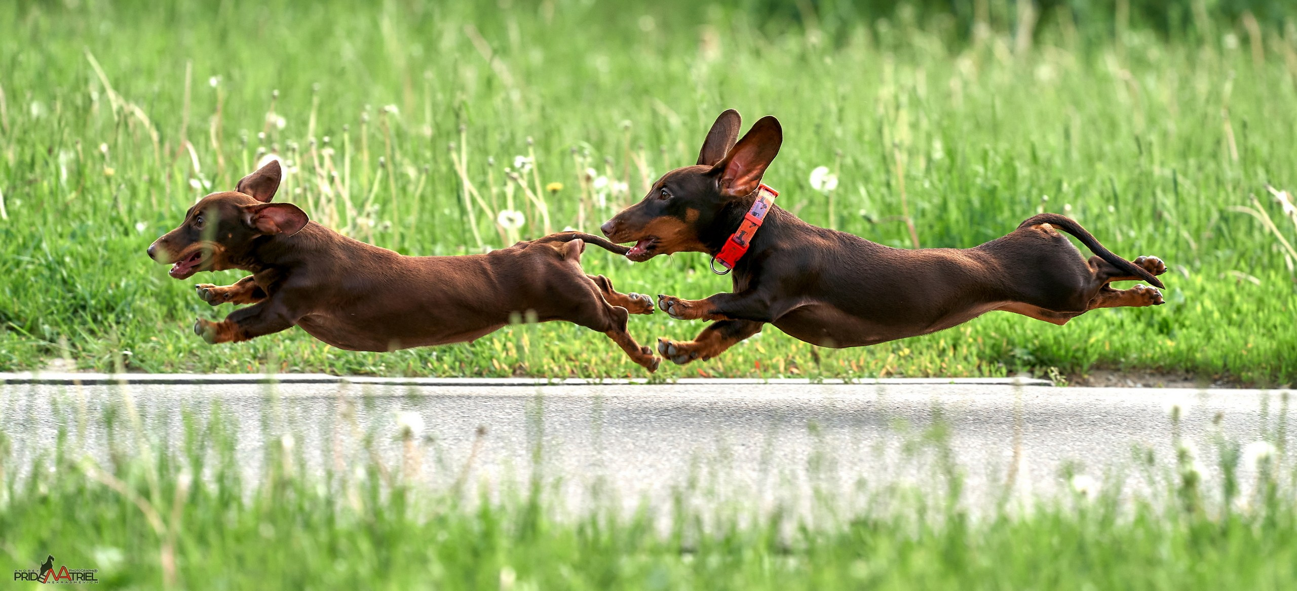Прогулка в движении — галерея NATRIEL