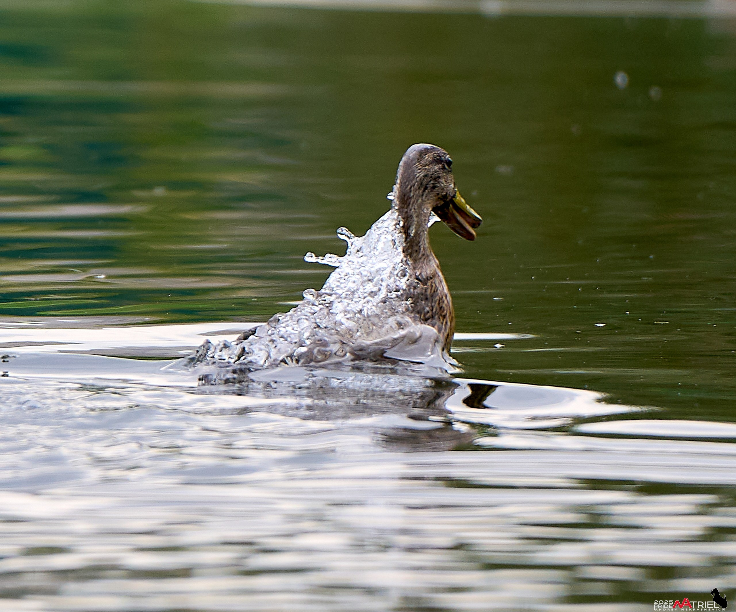 Утки на пруду