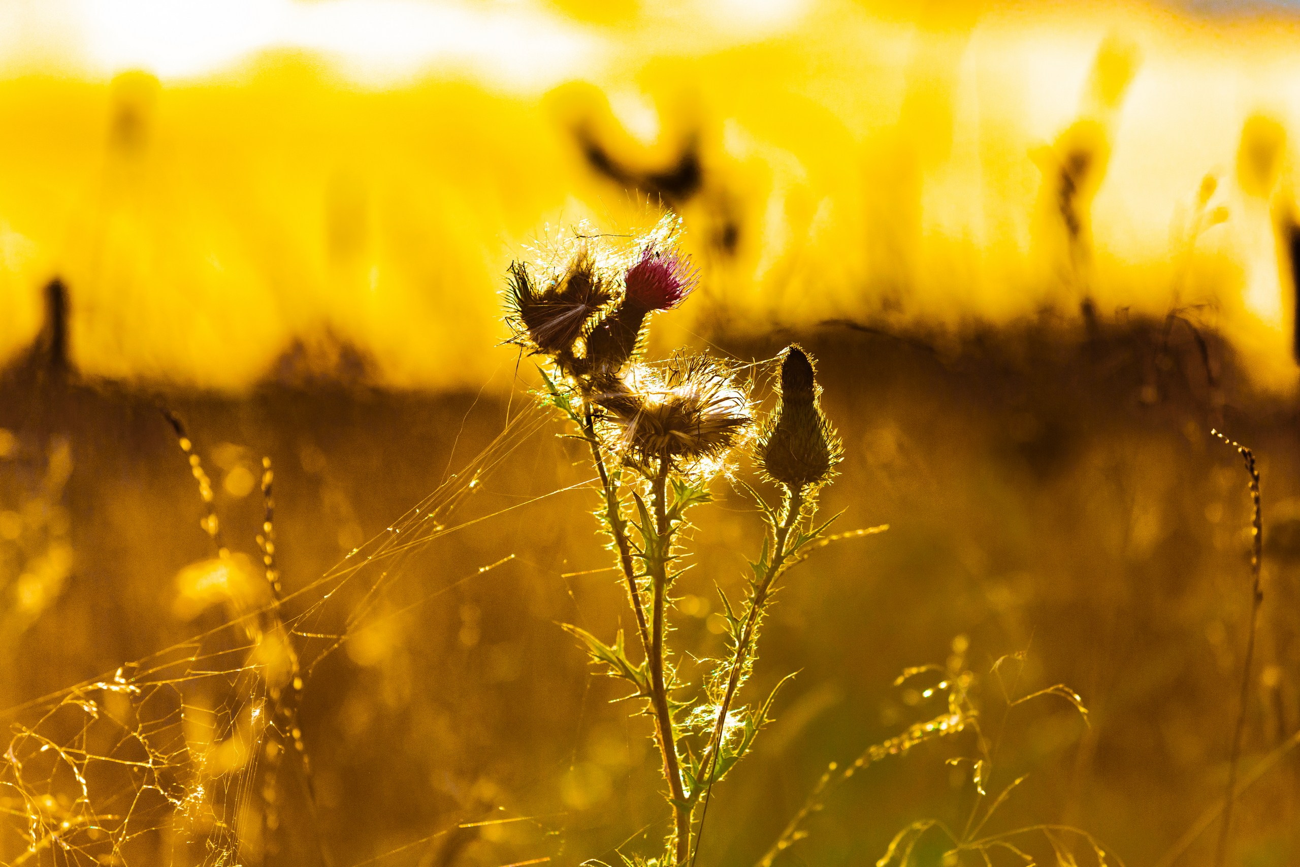 Лютики-цветочки — галерея NATRIEL