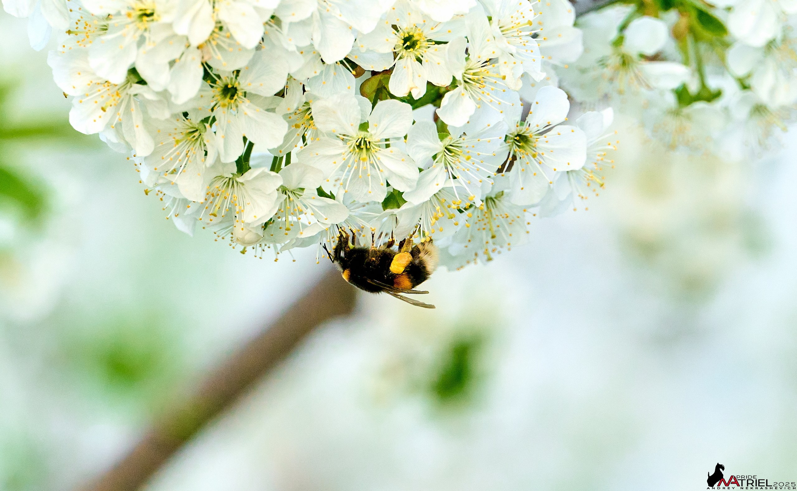 Природа в апреле. Всё в цветении!