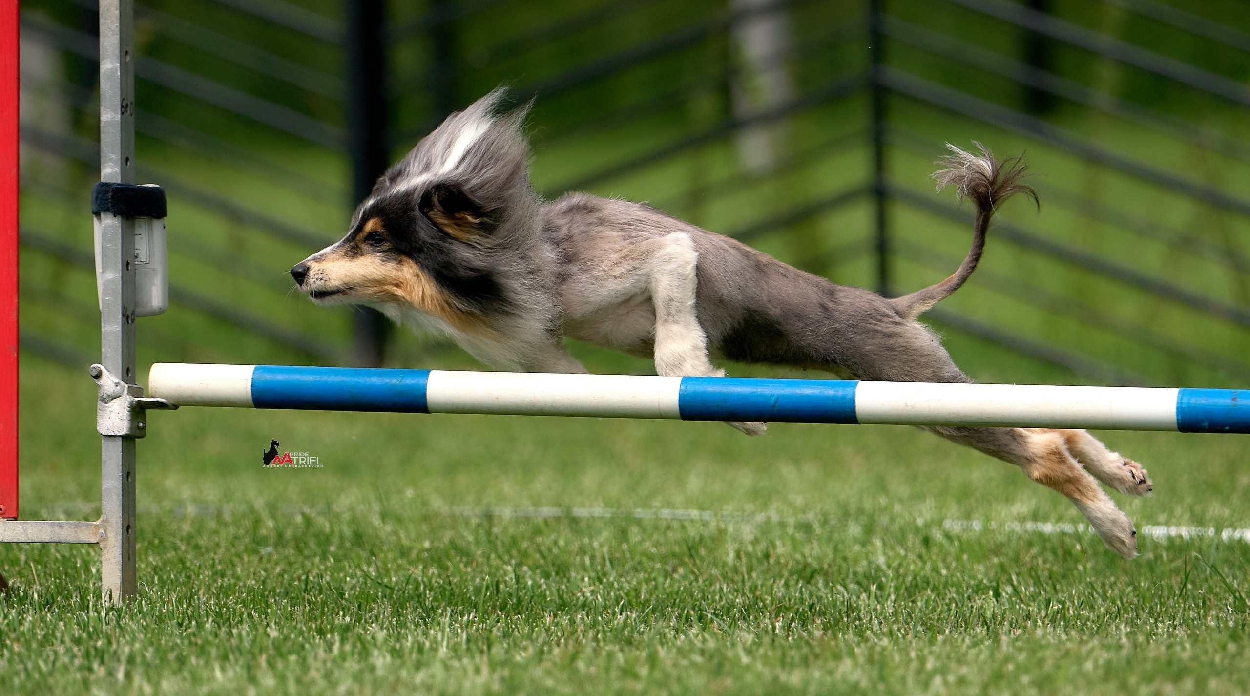 Аджилити — галерея NATRIEL