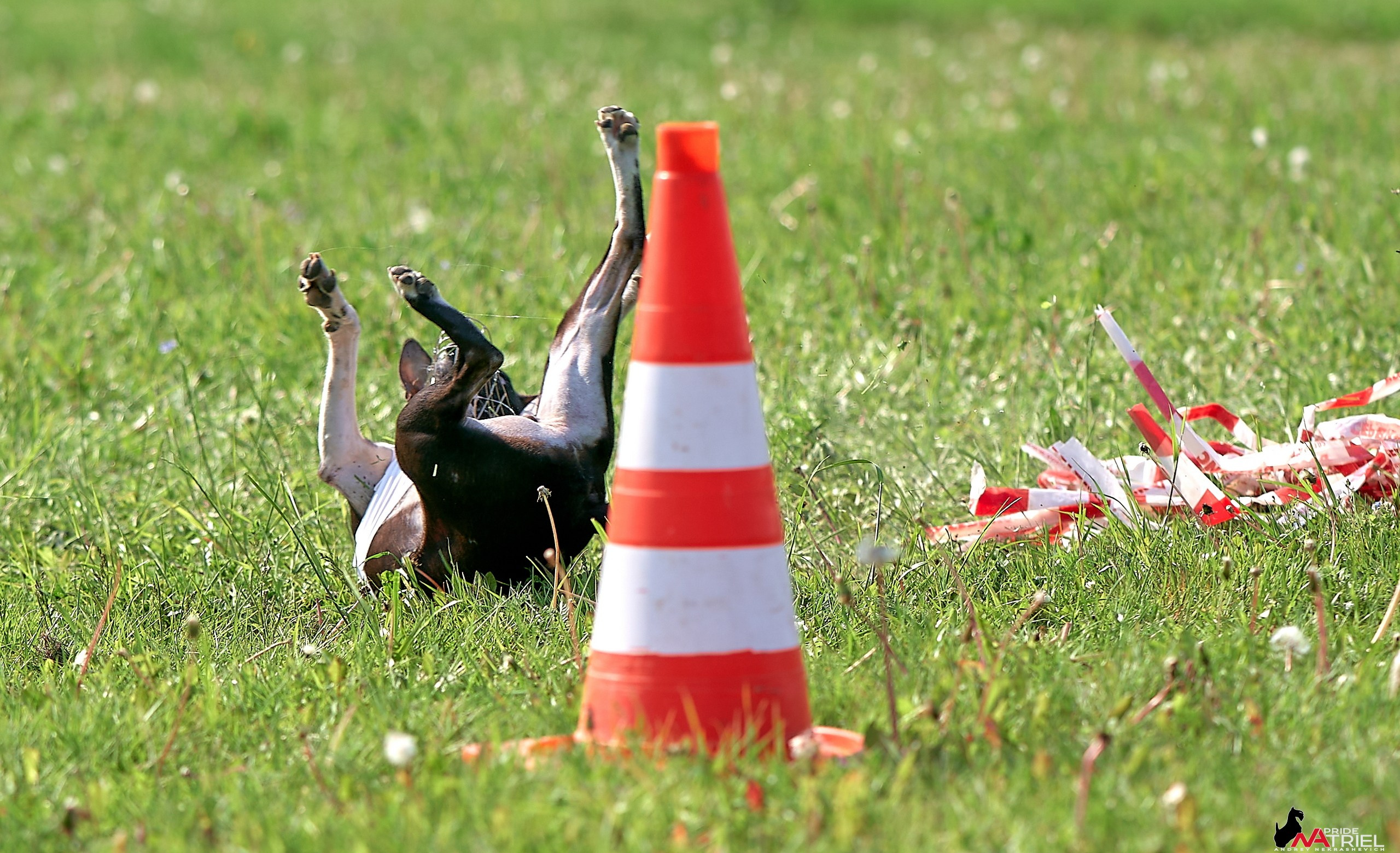 Съемка курсинг — галерея NATRIEL