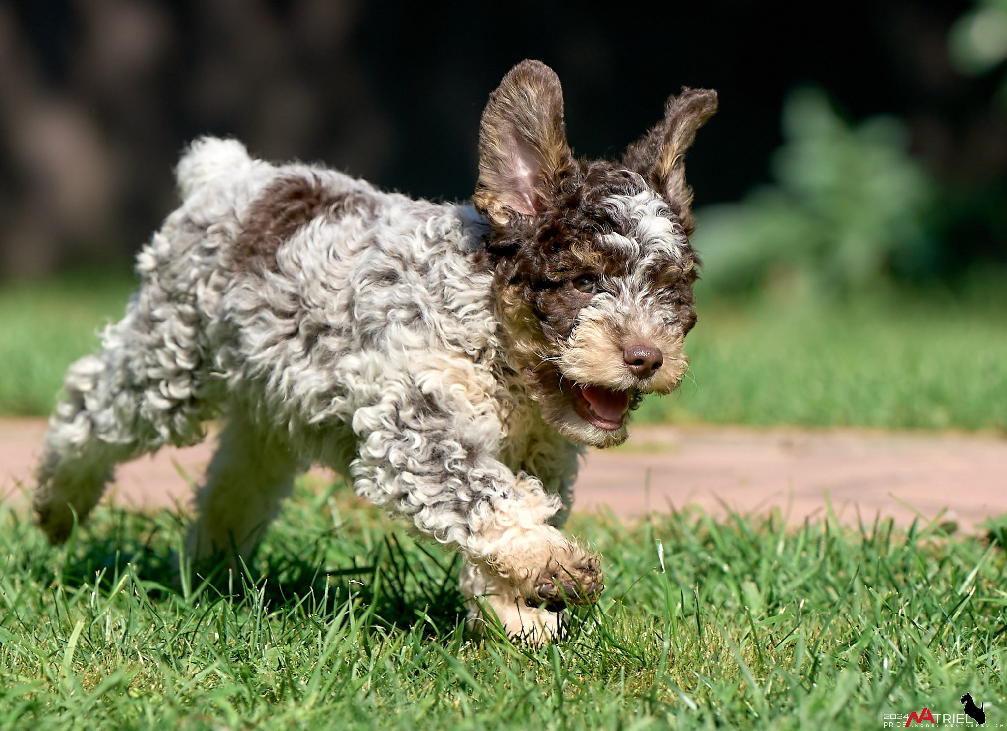Съемка щенков лаготто на природе
