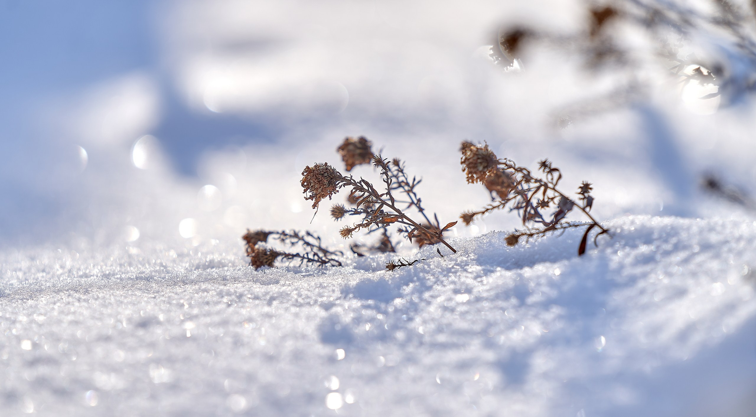 Лютики-цветочки — галерея NATRIEL
