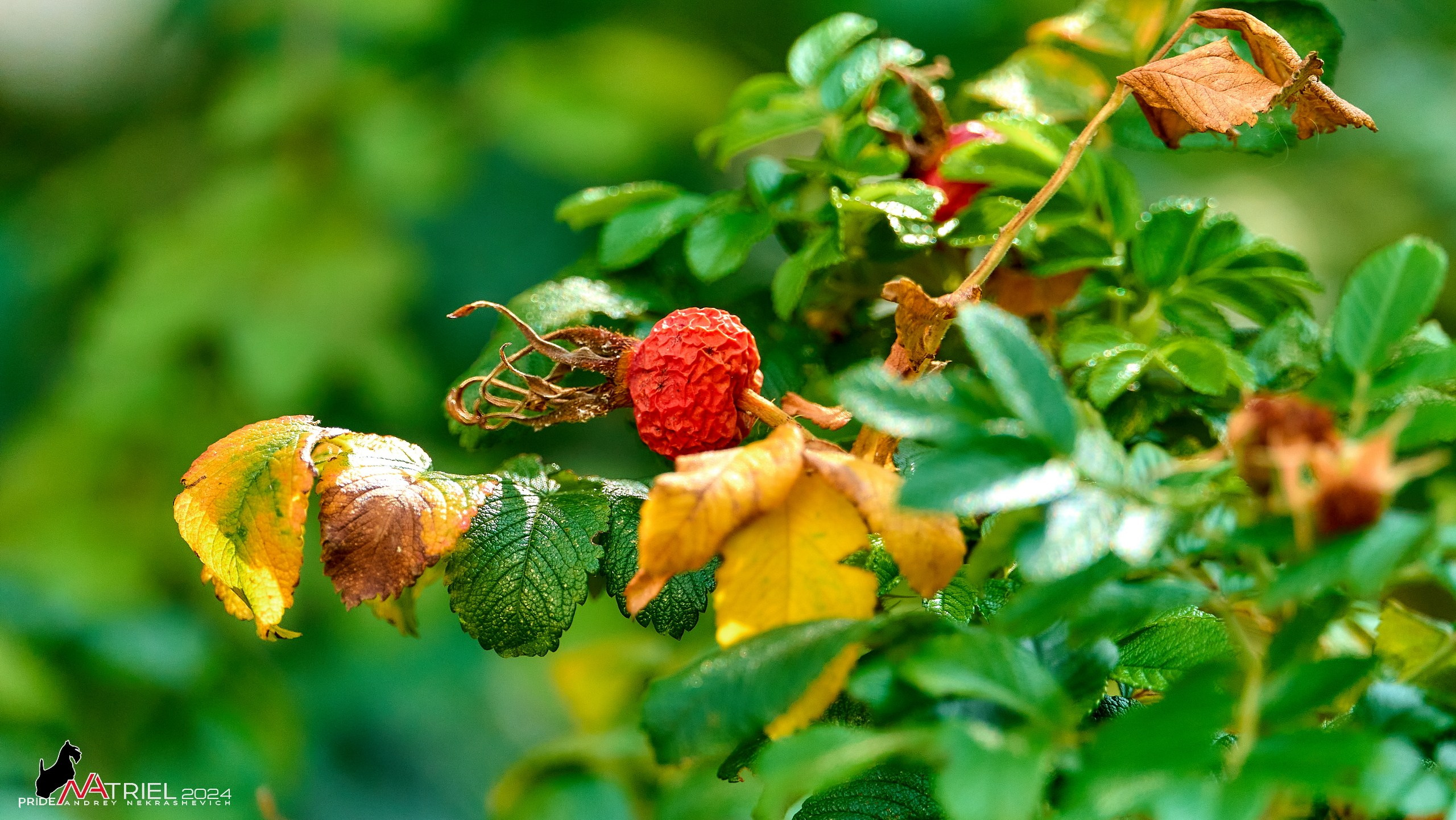 Съемка природы, макро