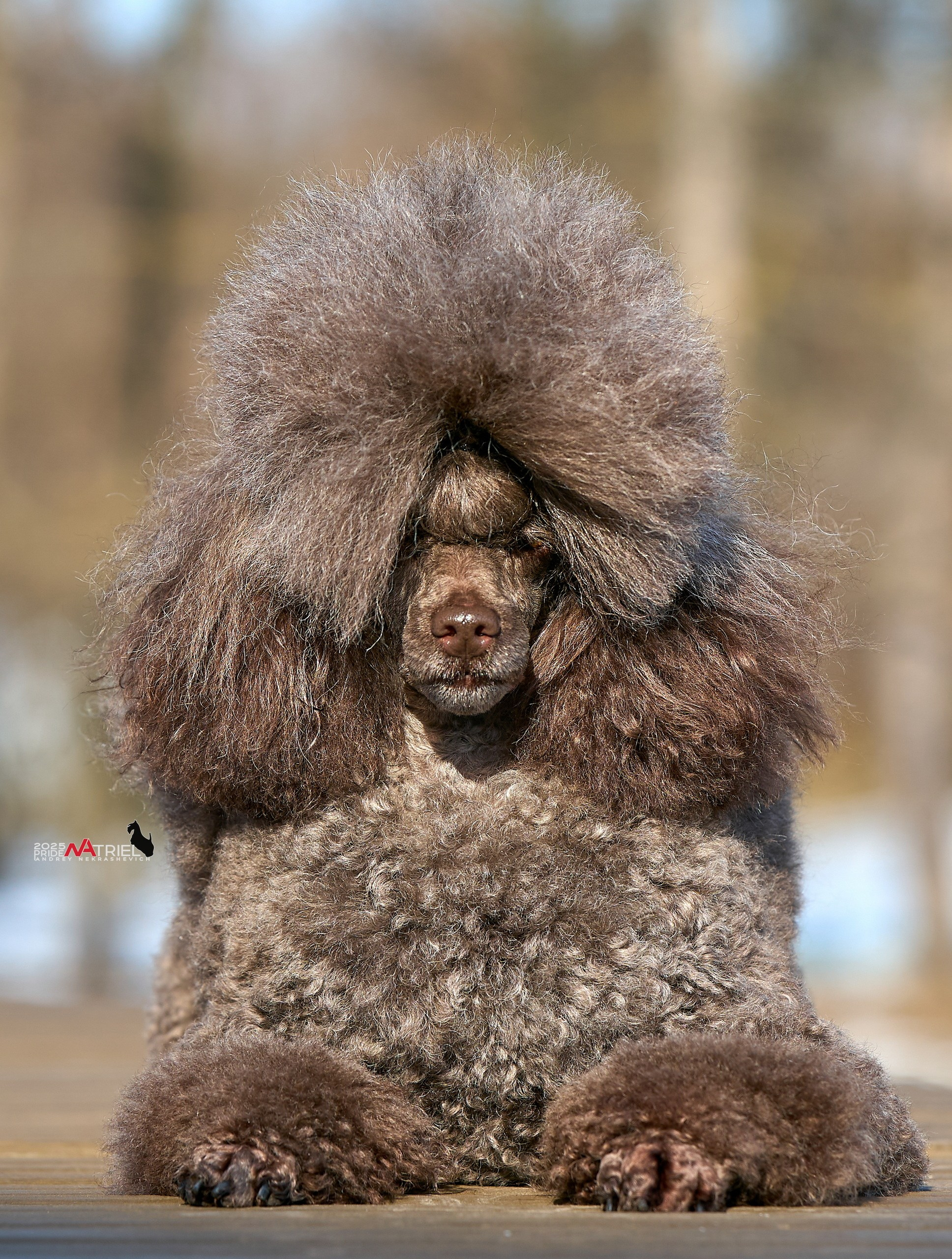 Фотопрогулка с пуделем