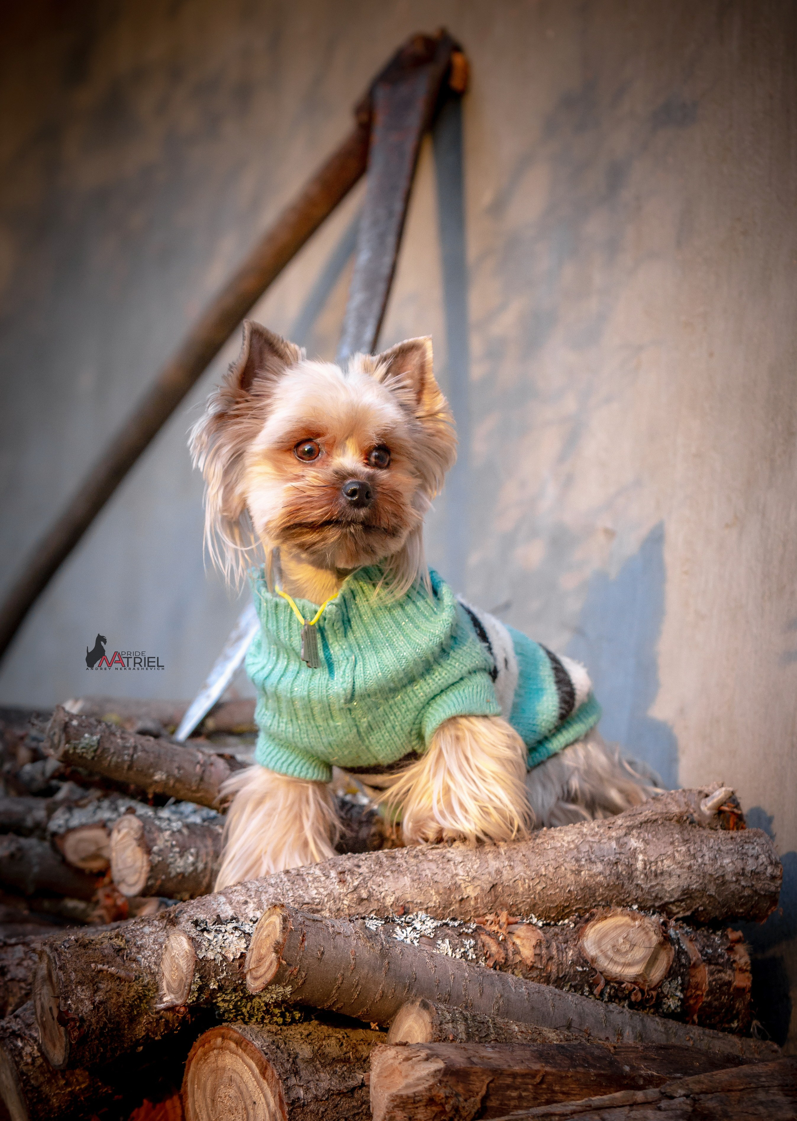 Йоркширский терьер Циля