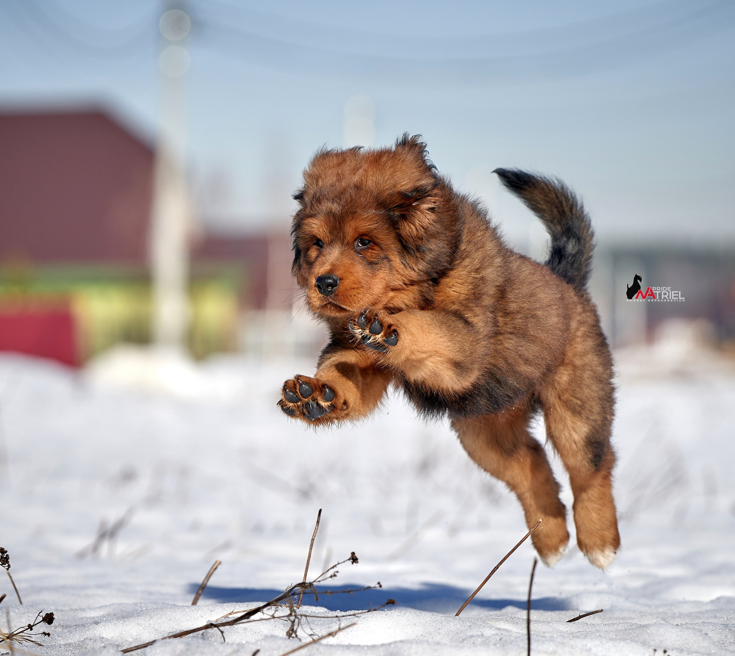Щенки на прогулке — галерея NATRIEL