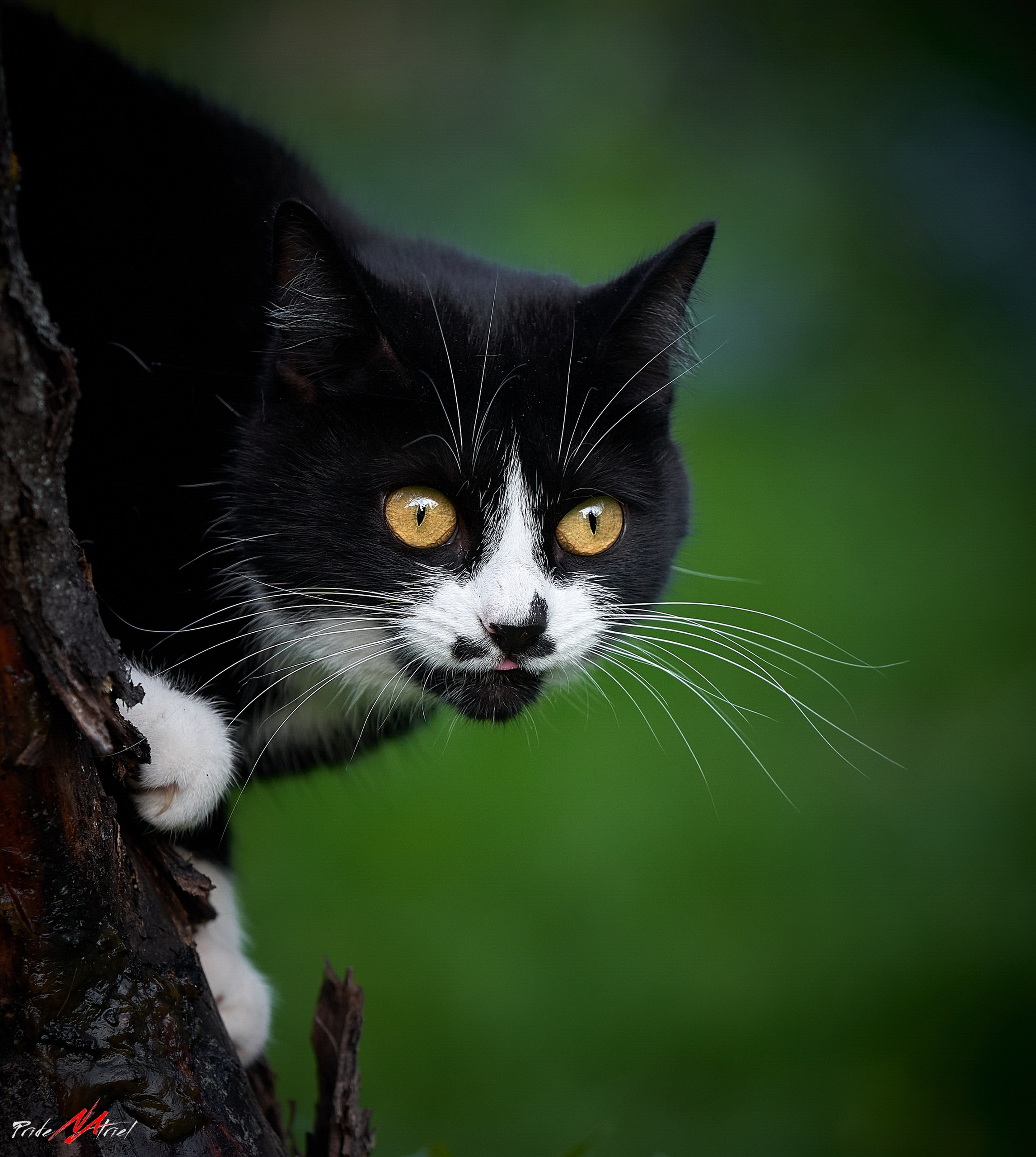 Домашние кошки — галерея NATRIEL